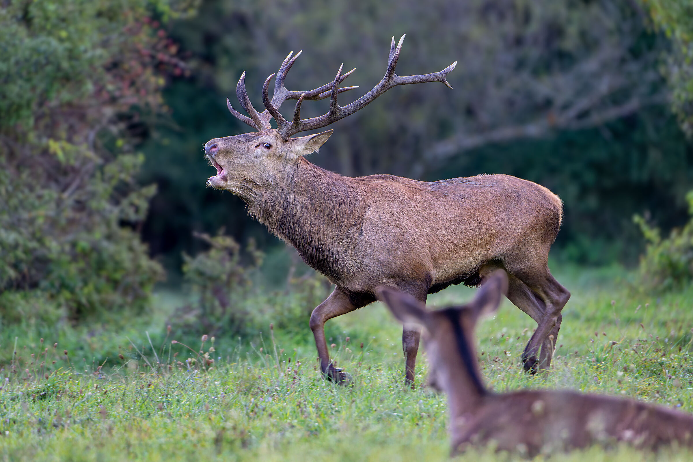 Noble deer
