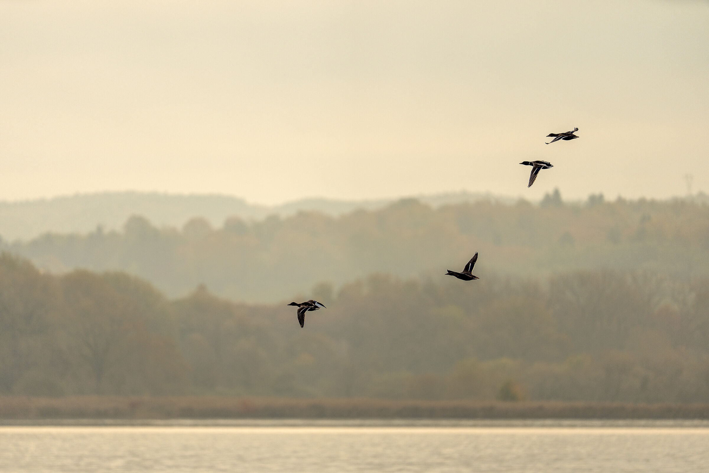 Autumn morning