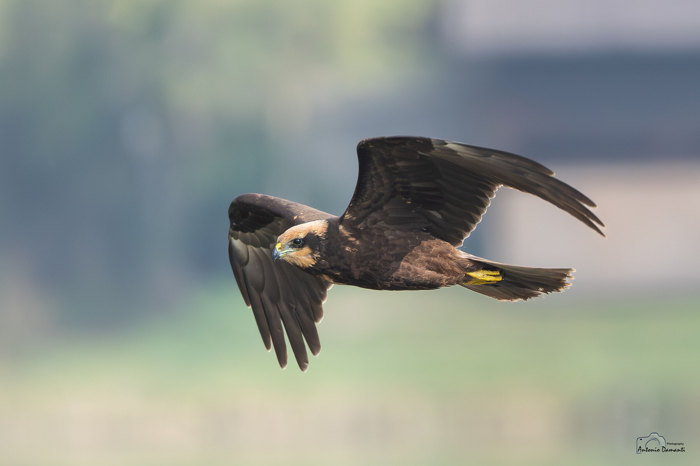 Marsh Harrier