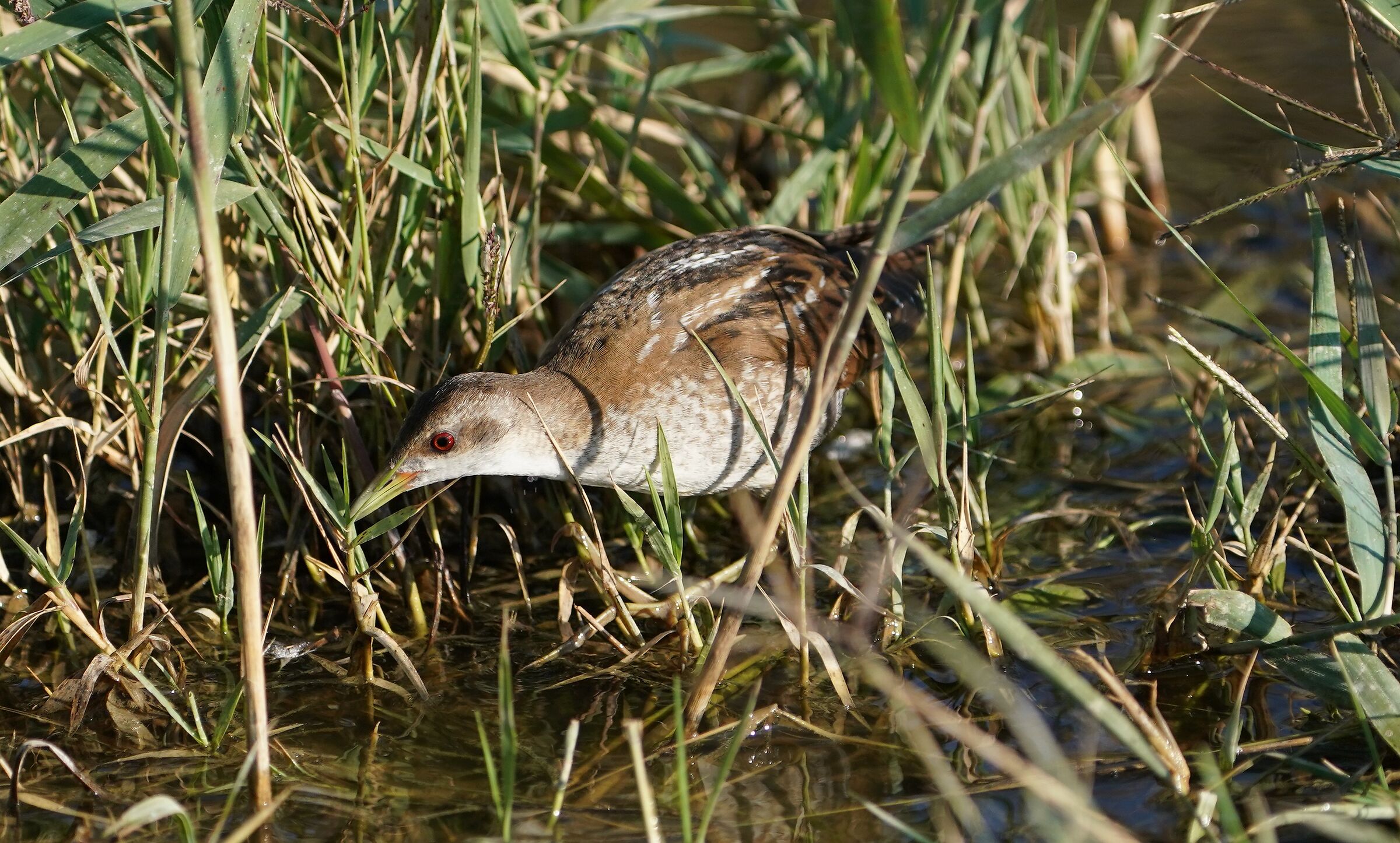 Schiribilla