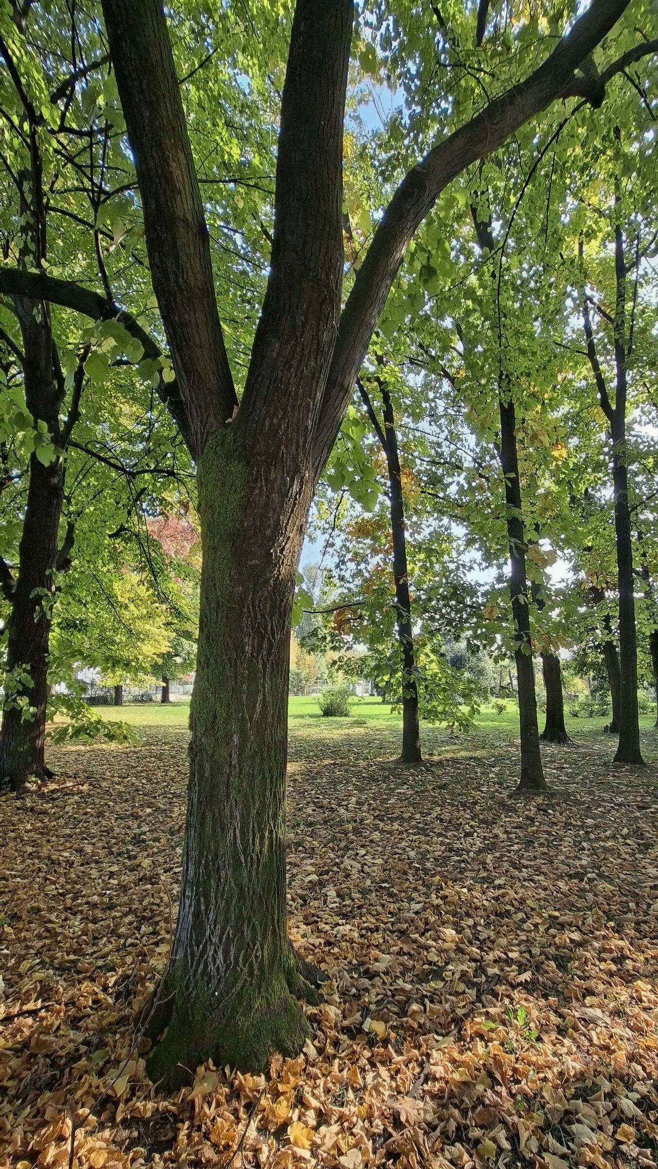 Il direttore d'autunno