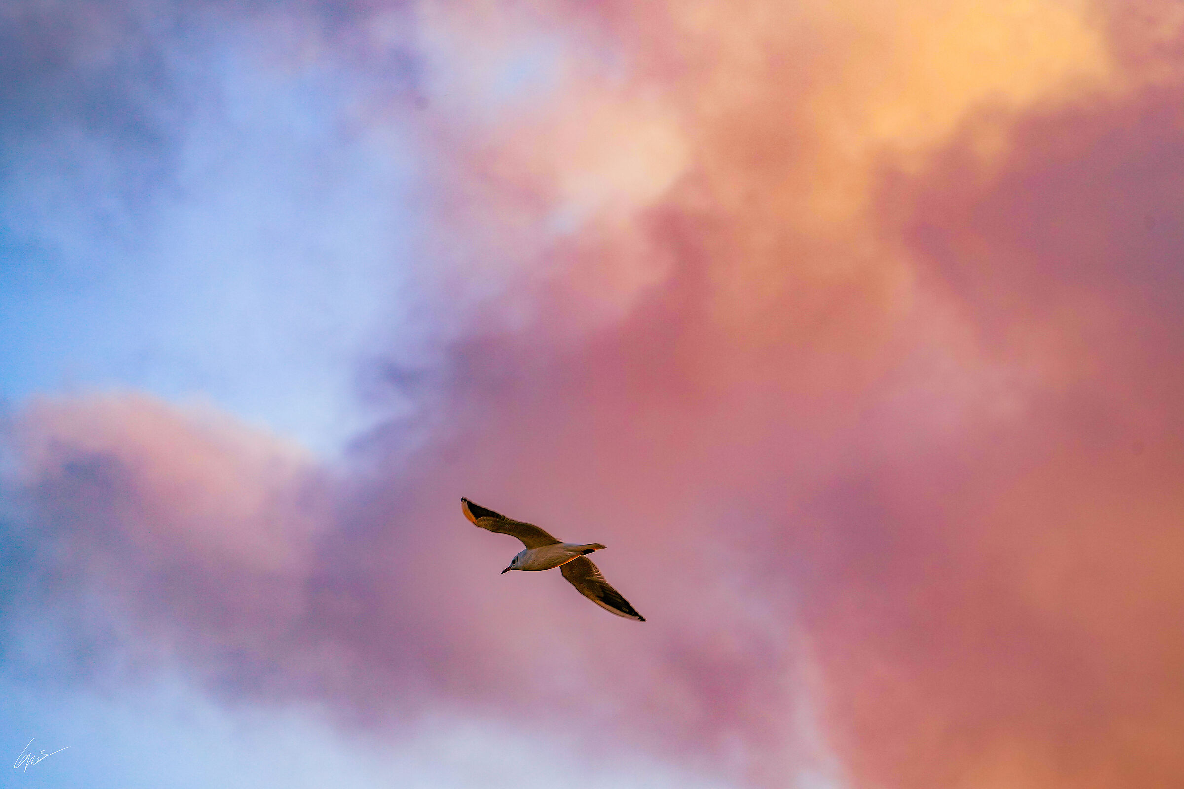 Fly