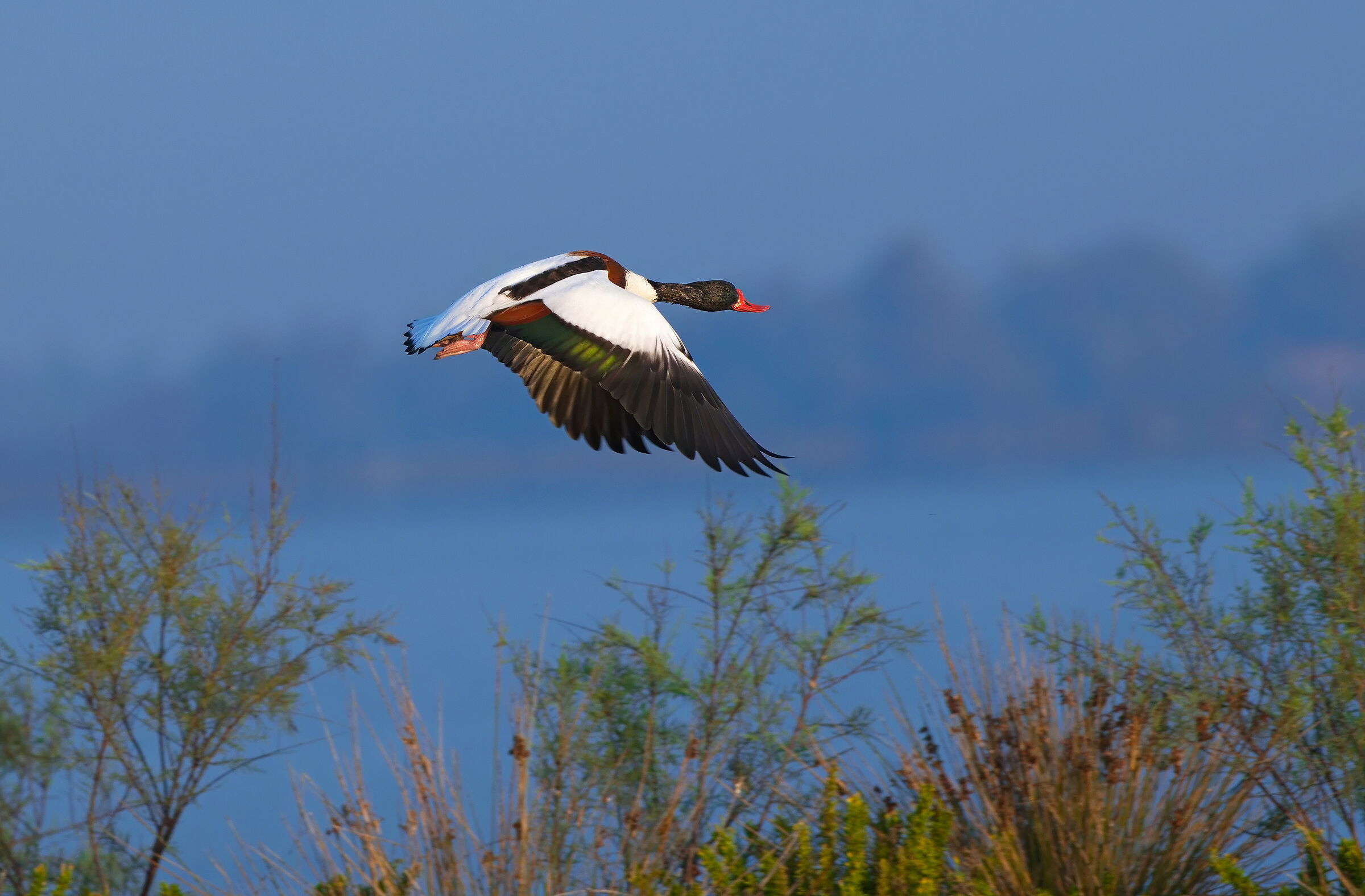 Shelduck (Tadorna tadorna)