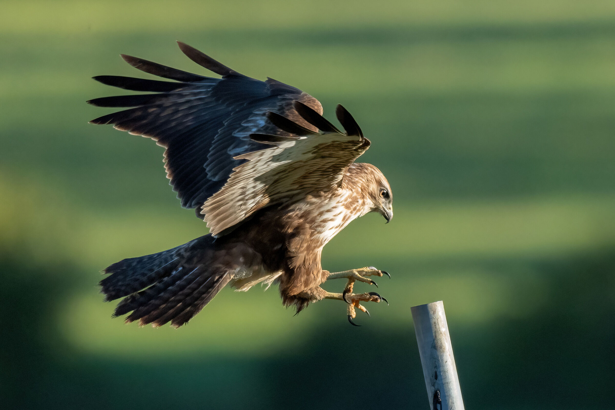 Buzzard (Buteo buteo)