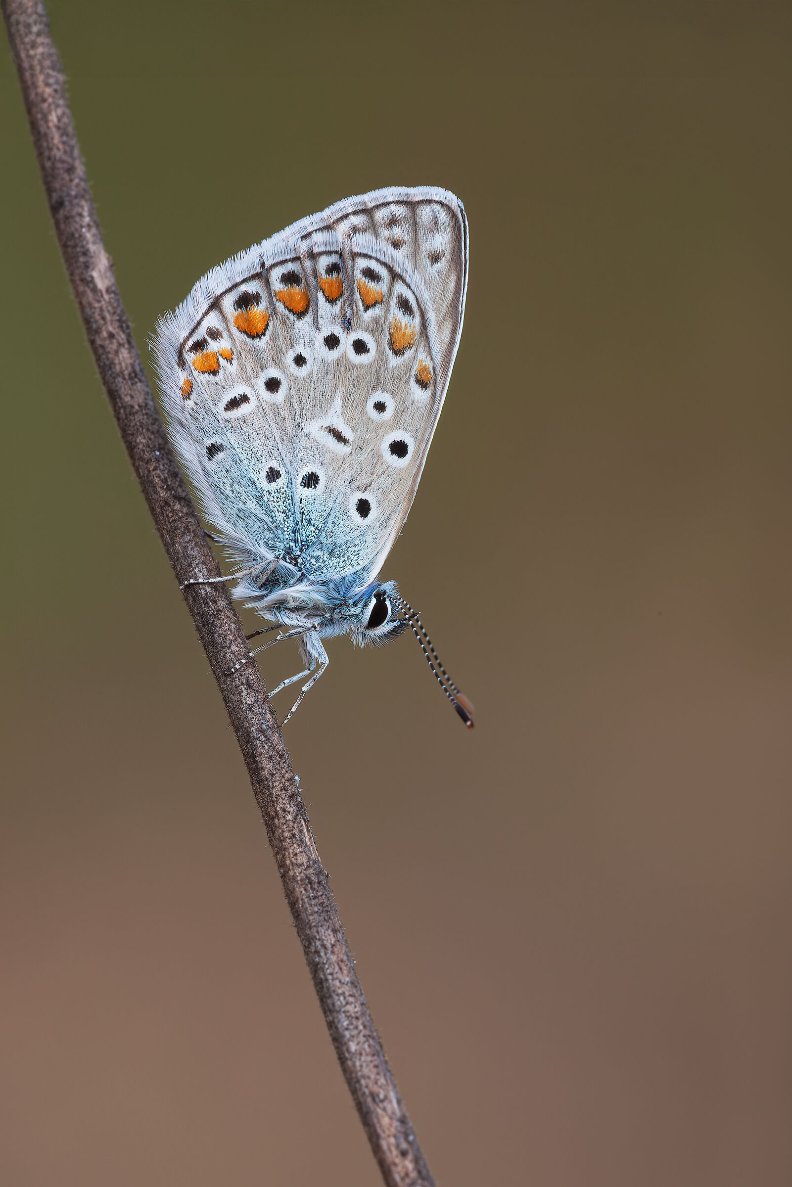 Polyommatus icarus