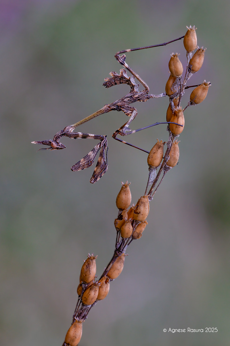 Empusa fasciata