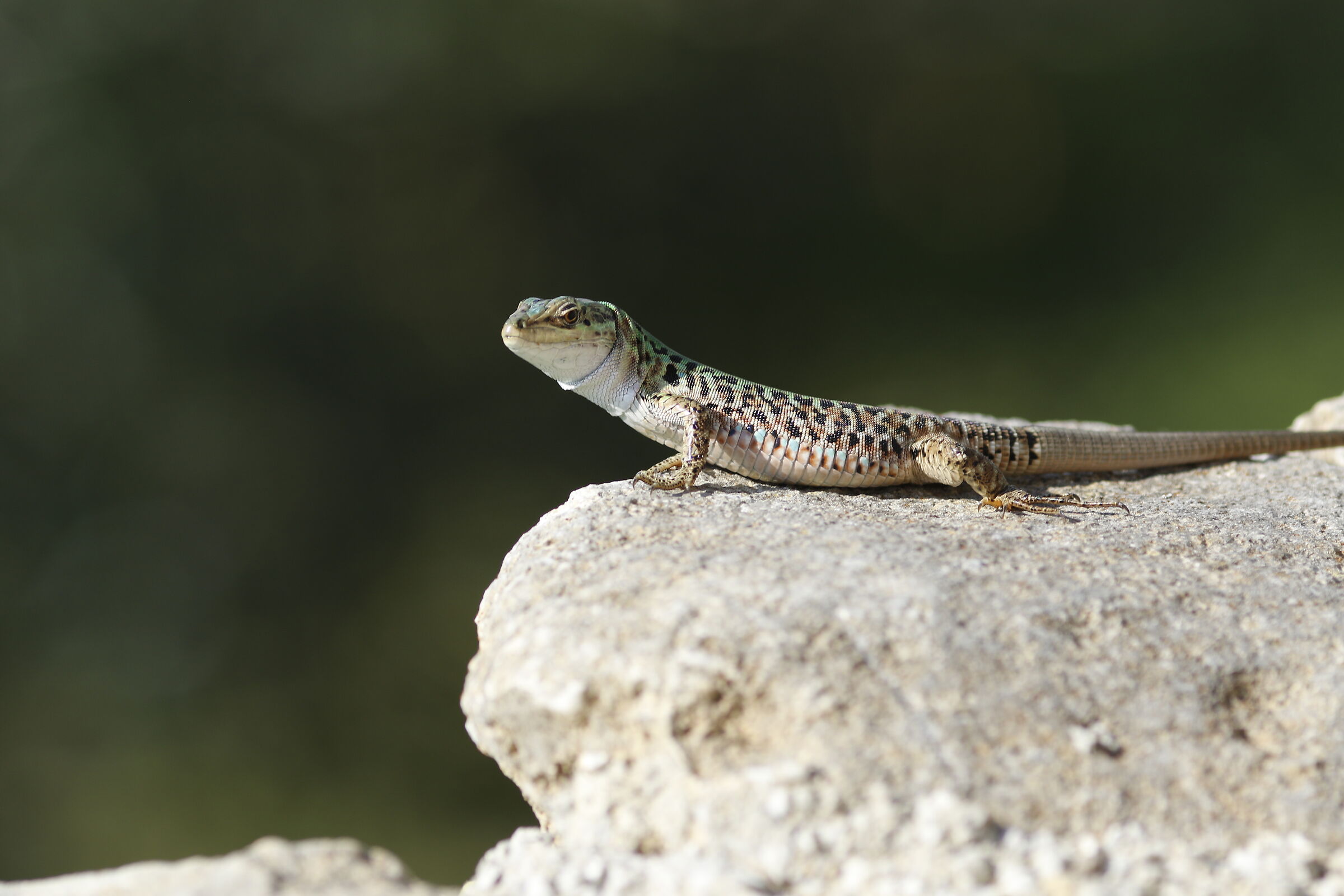 " Crop 300 " Canon 135 F. 2 L+ TC 1.4x iii, 7 D II