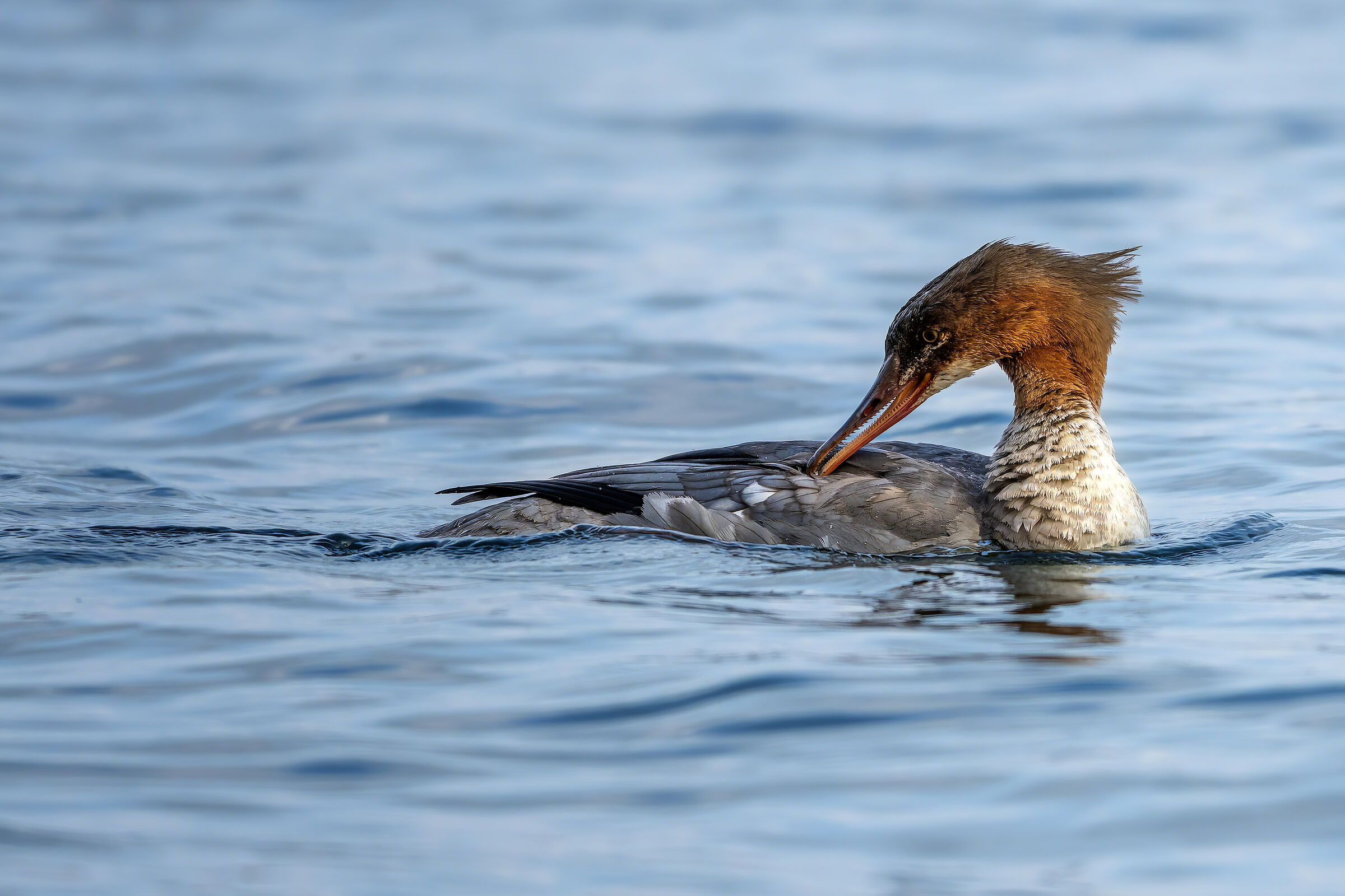Great Merganser at sunset
