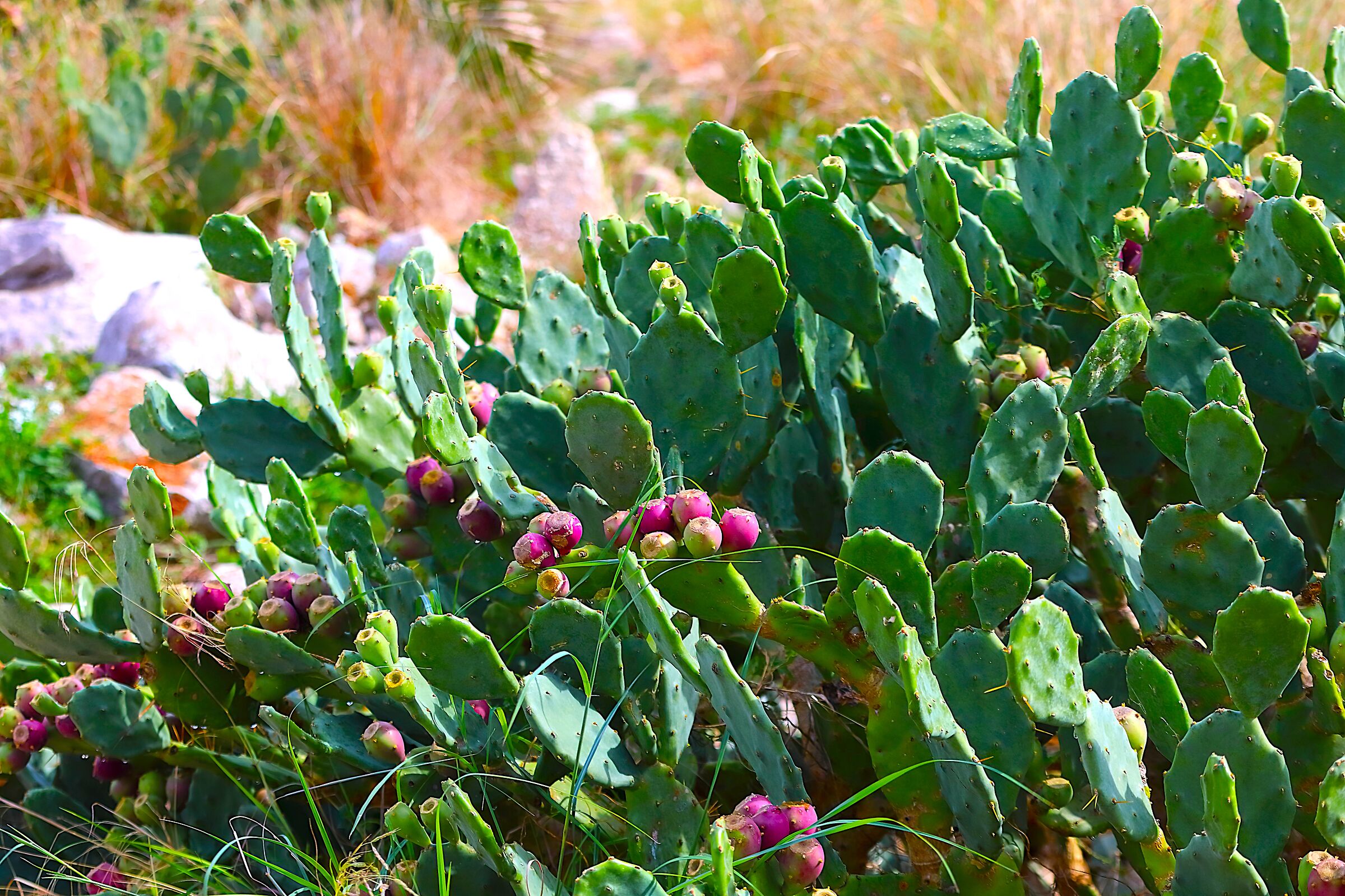 Fico d'india 02 ottobre 2025 - 0039