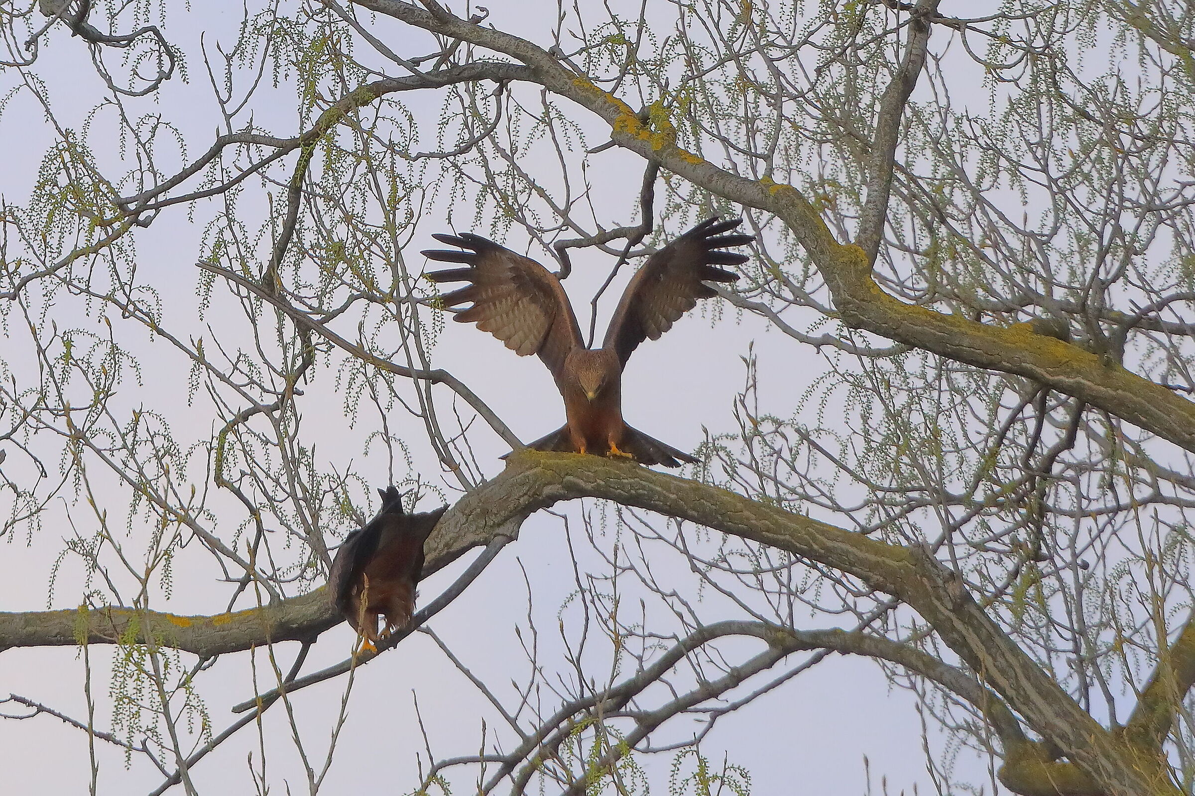 Nibbio bruno 29 marzo 2025 - 0341