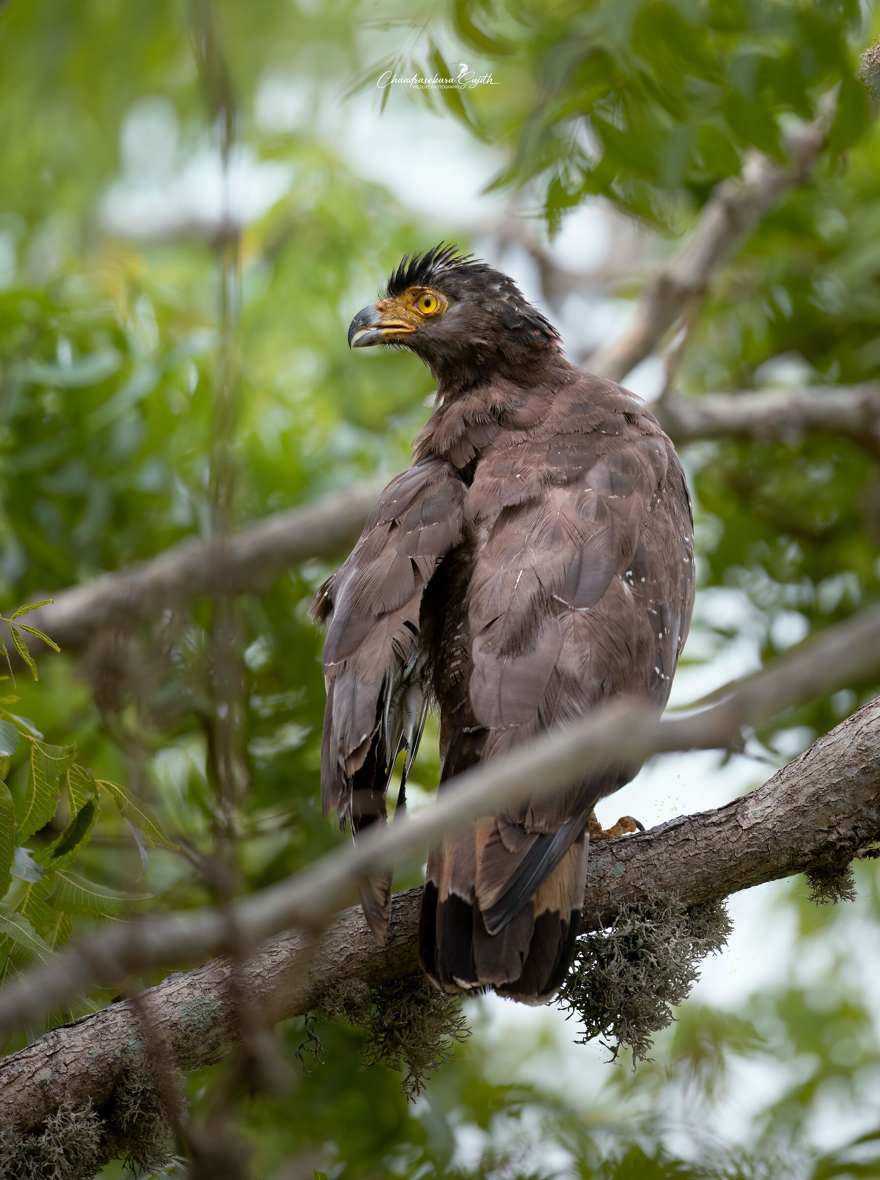 The Crested Serpent Eagle