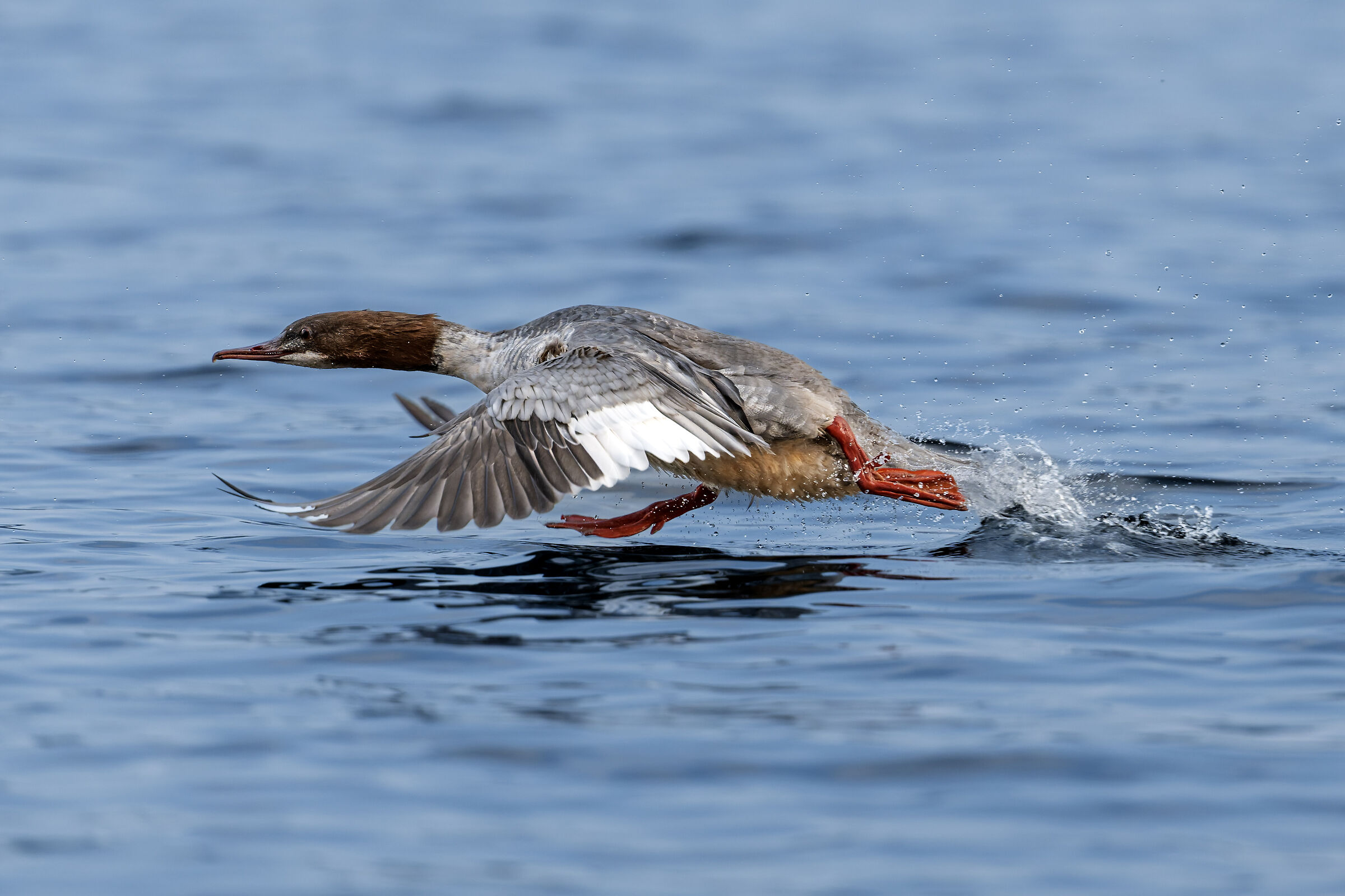 La corsa dello smergo maggiore