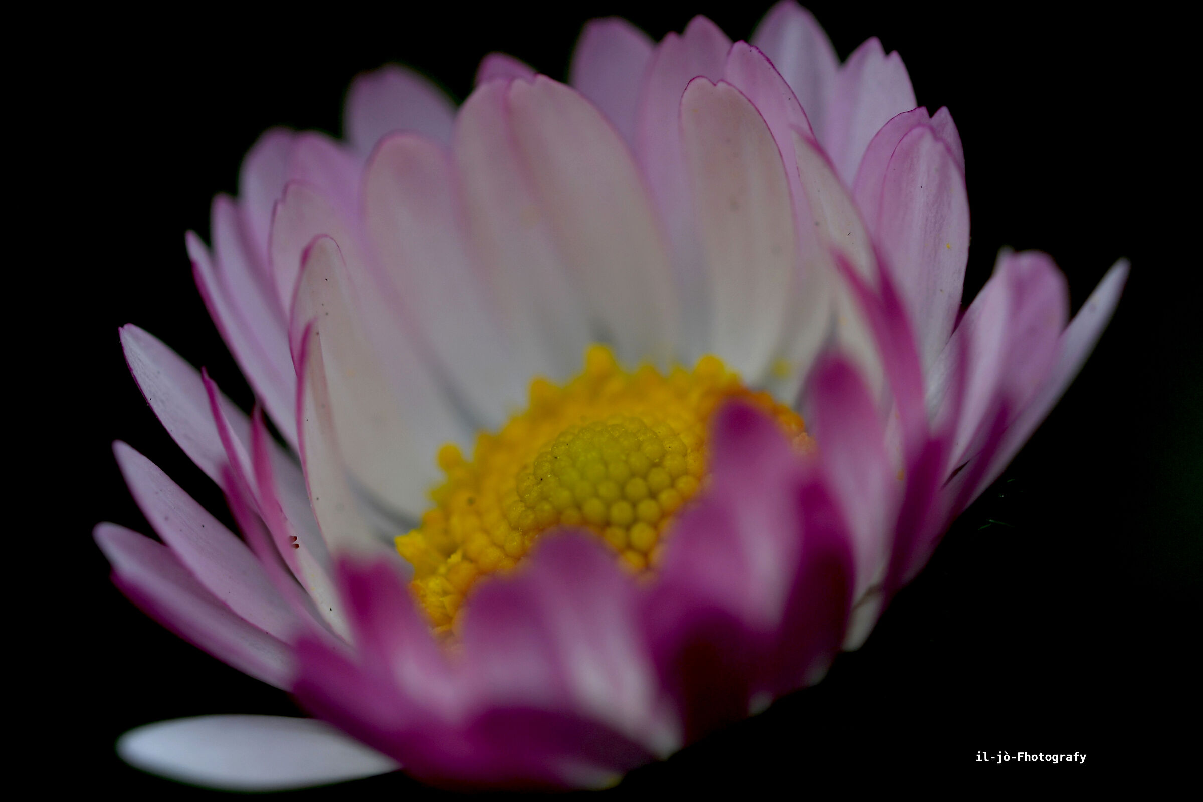 Untitled Photo