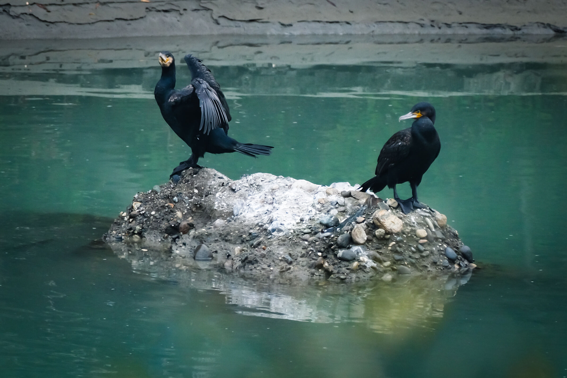 Cormorani in posa