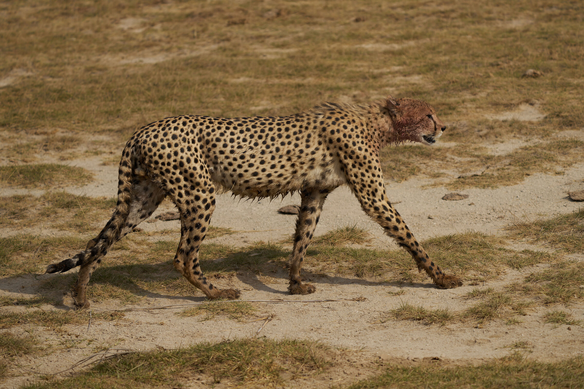 The mouth lifted from the proud meal (Amboseli Park- Kenya)