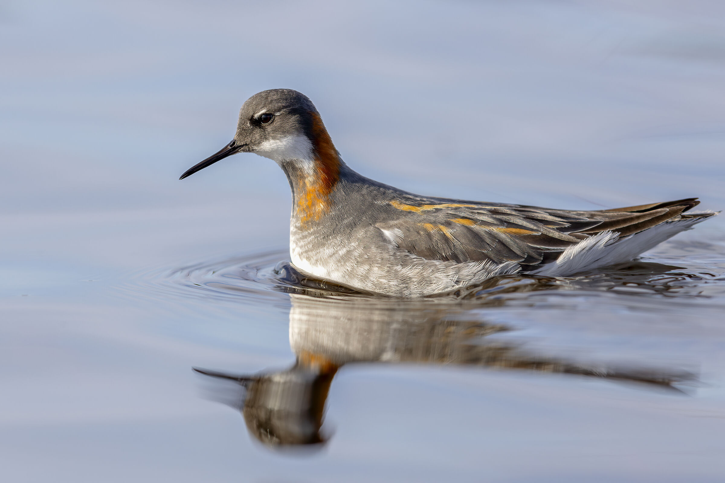 Thin-billed phalarope
