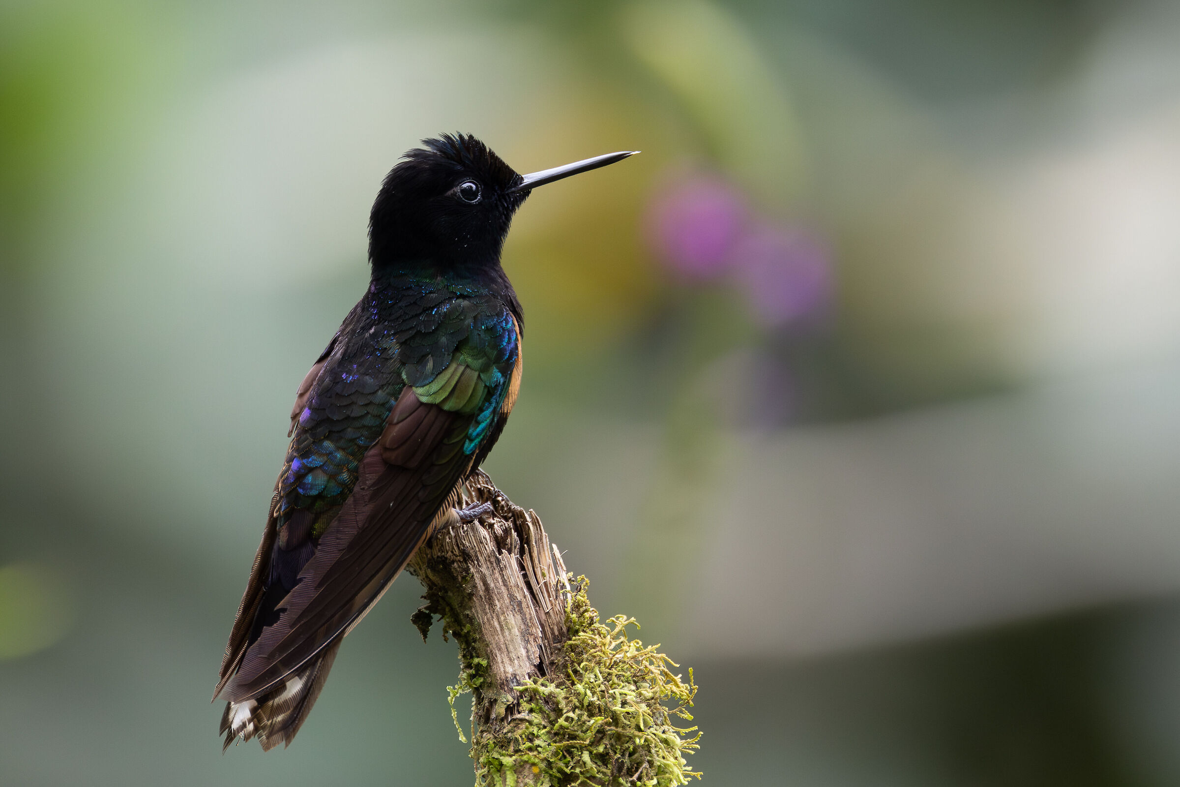 Diadema Purpureo