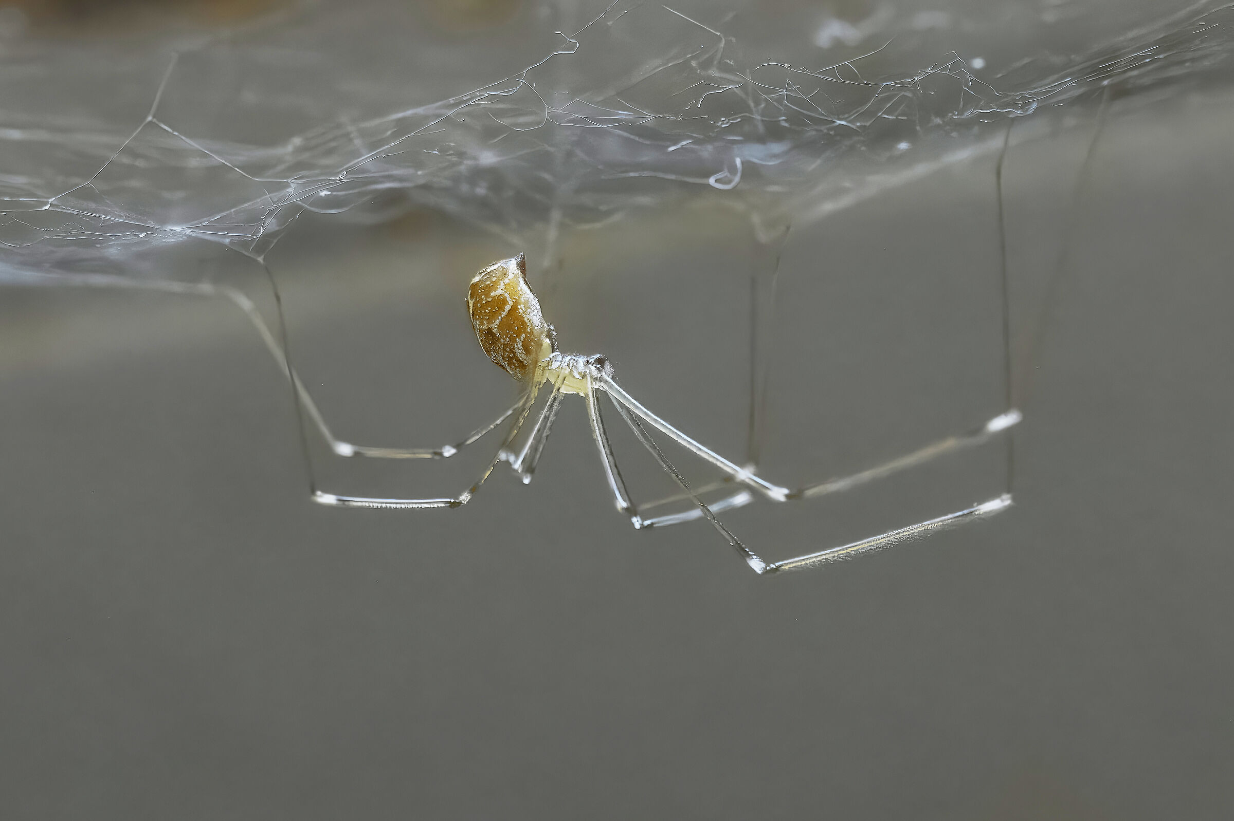 Holocnemus pluchei