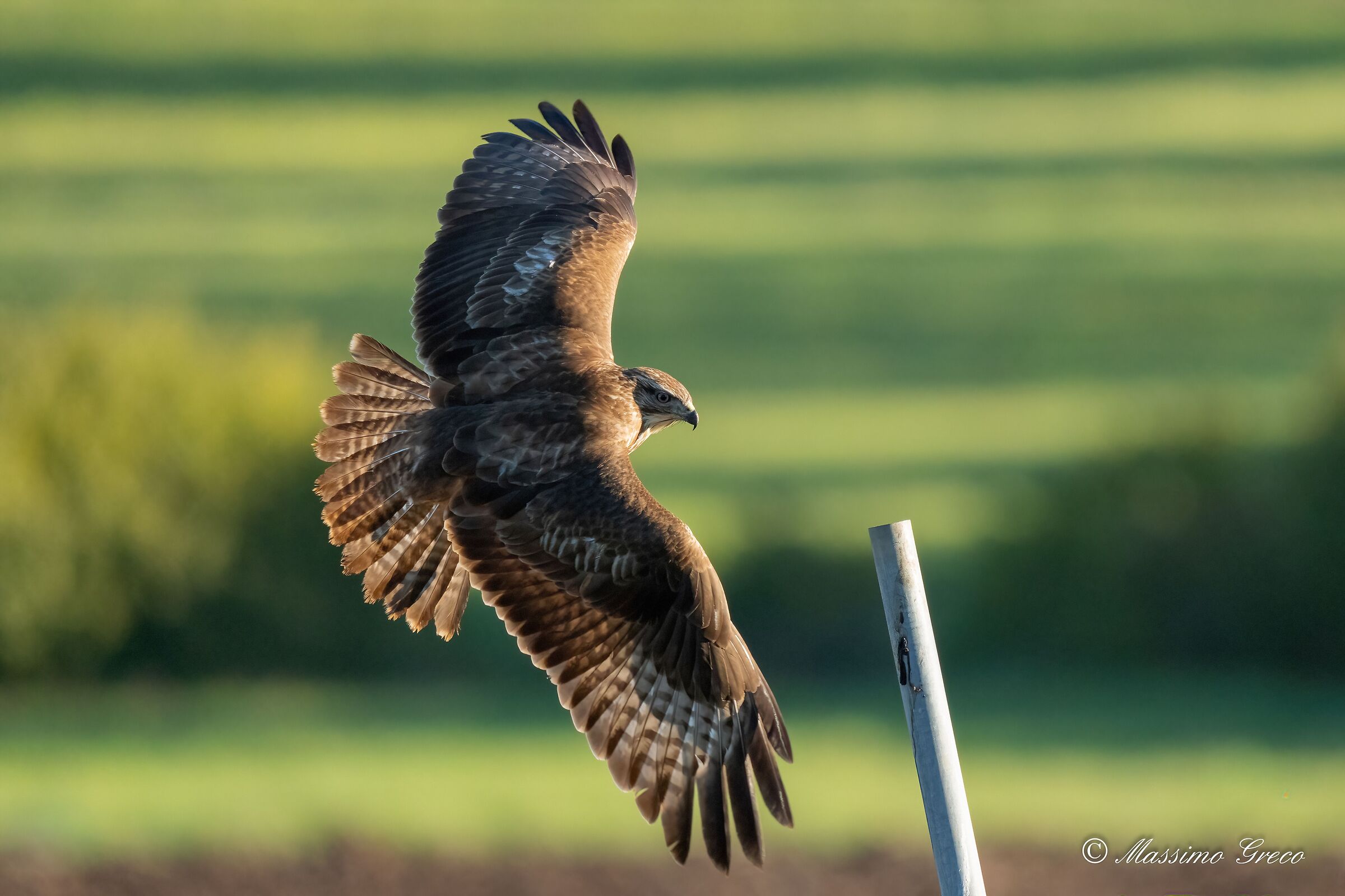 Poiana (Buteo buteo)