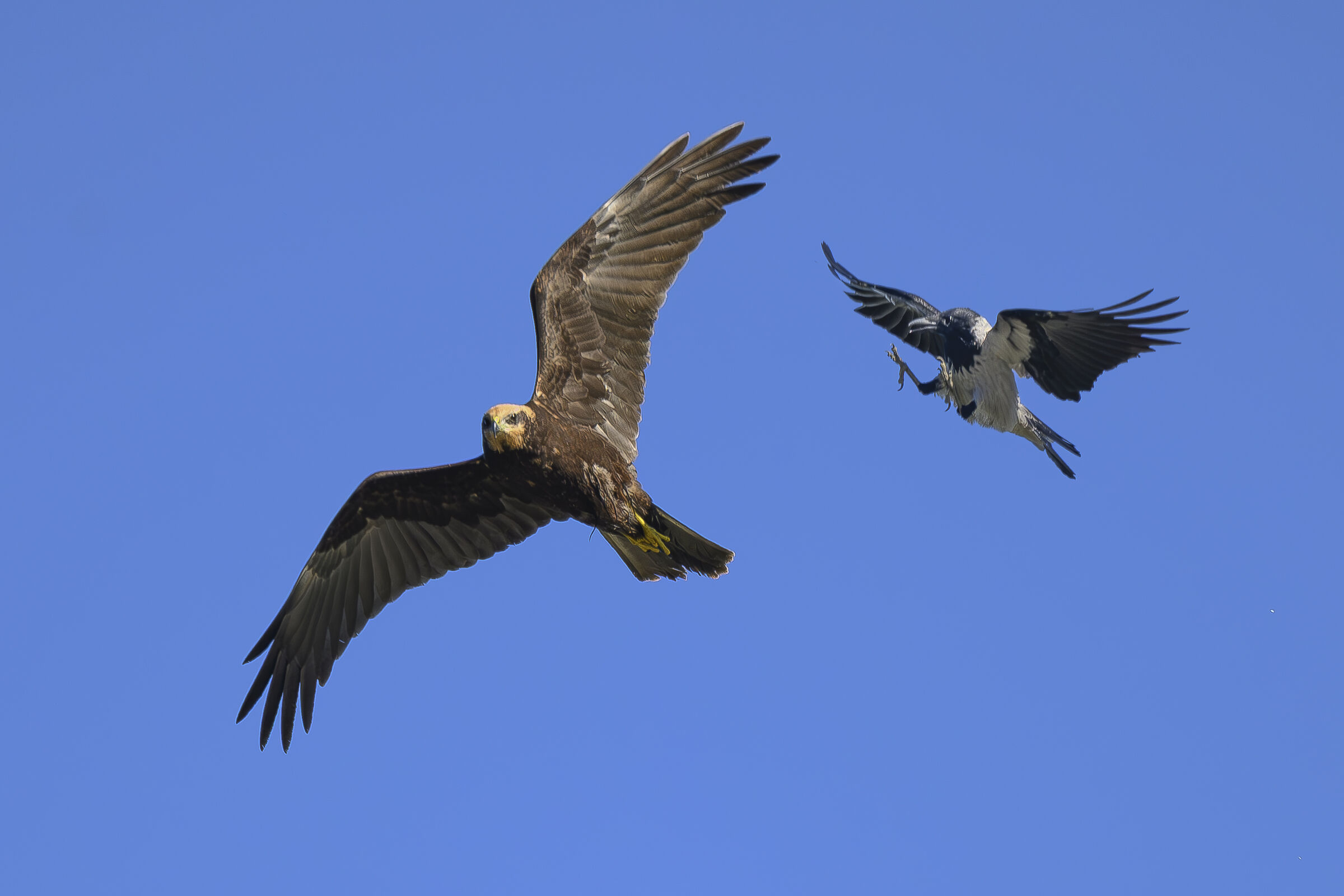 Falco di palude VS Cornacchia