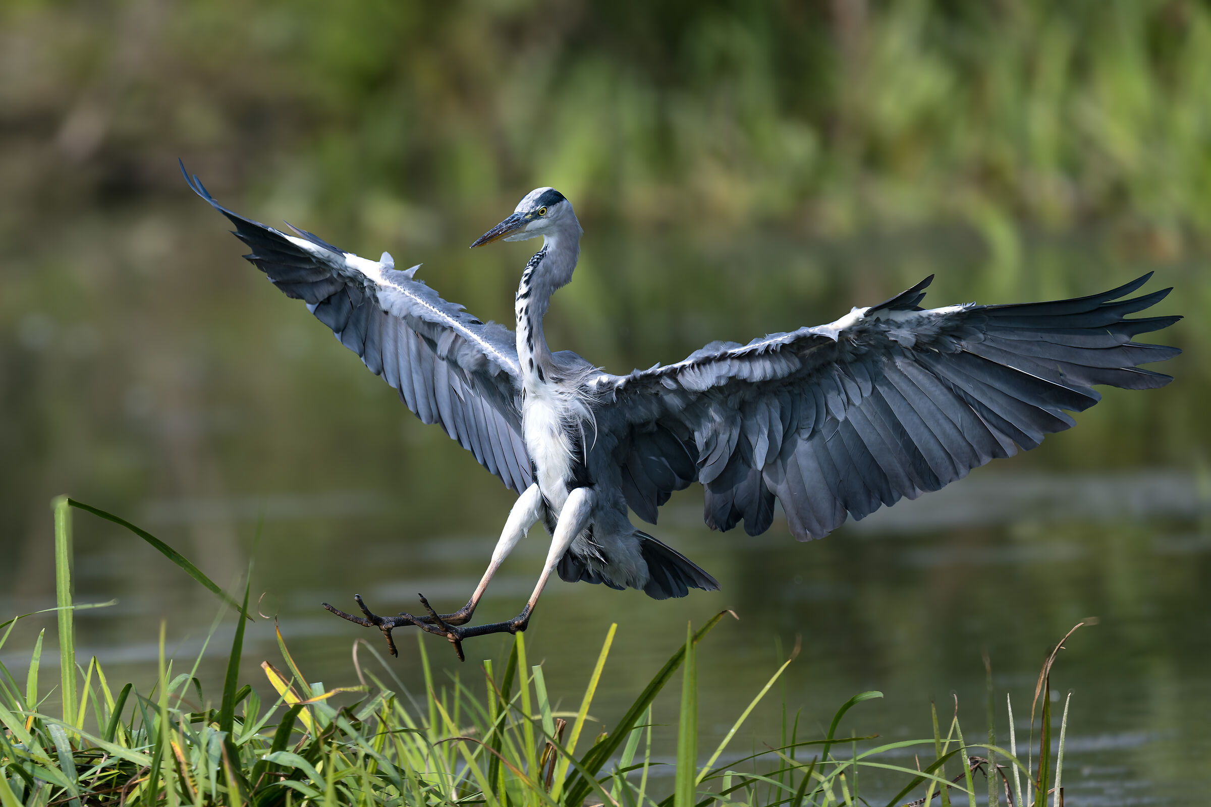 Grey Heron -Pesio Valley- Piedmont