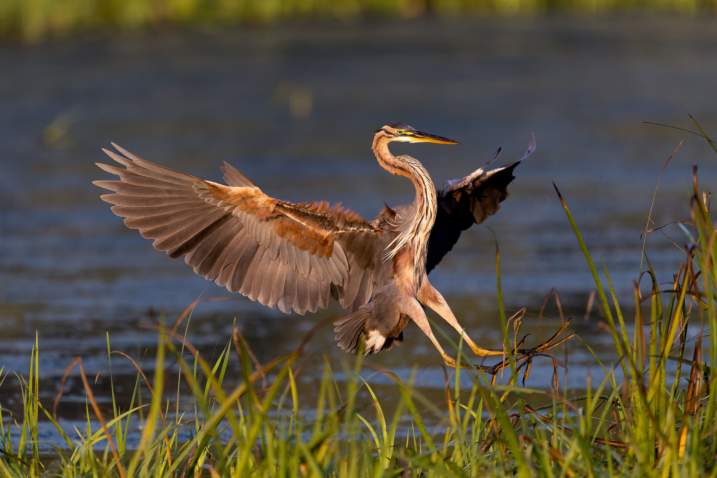 Purple Heron -Pesio Valley- Piedmont