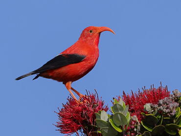 Vestiaria coccinea