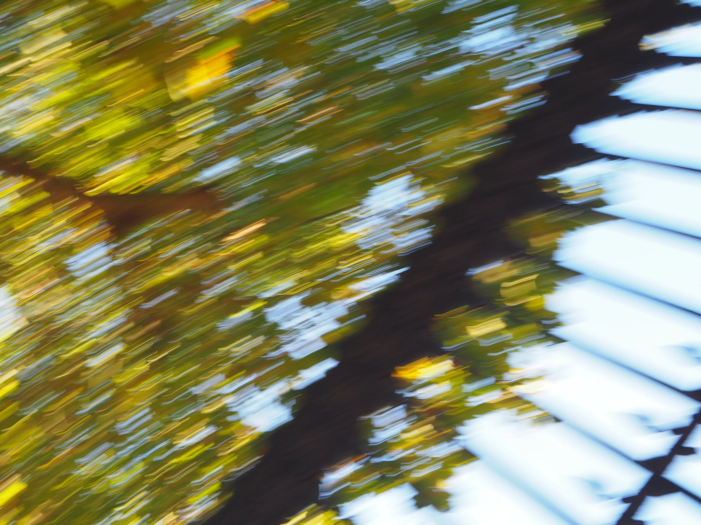 Leaves, Sky and Fence
