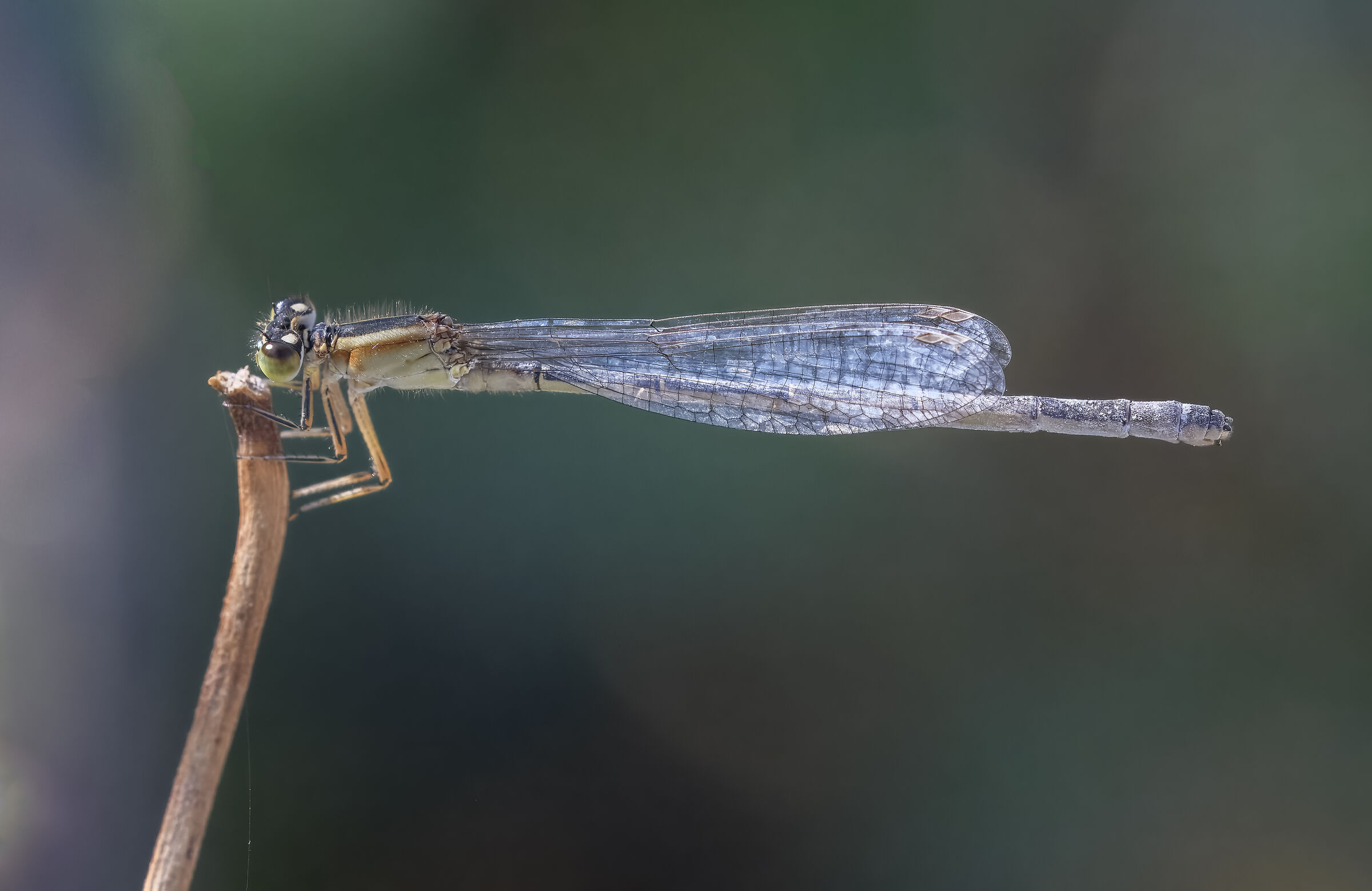 Ischnura genei
