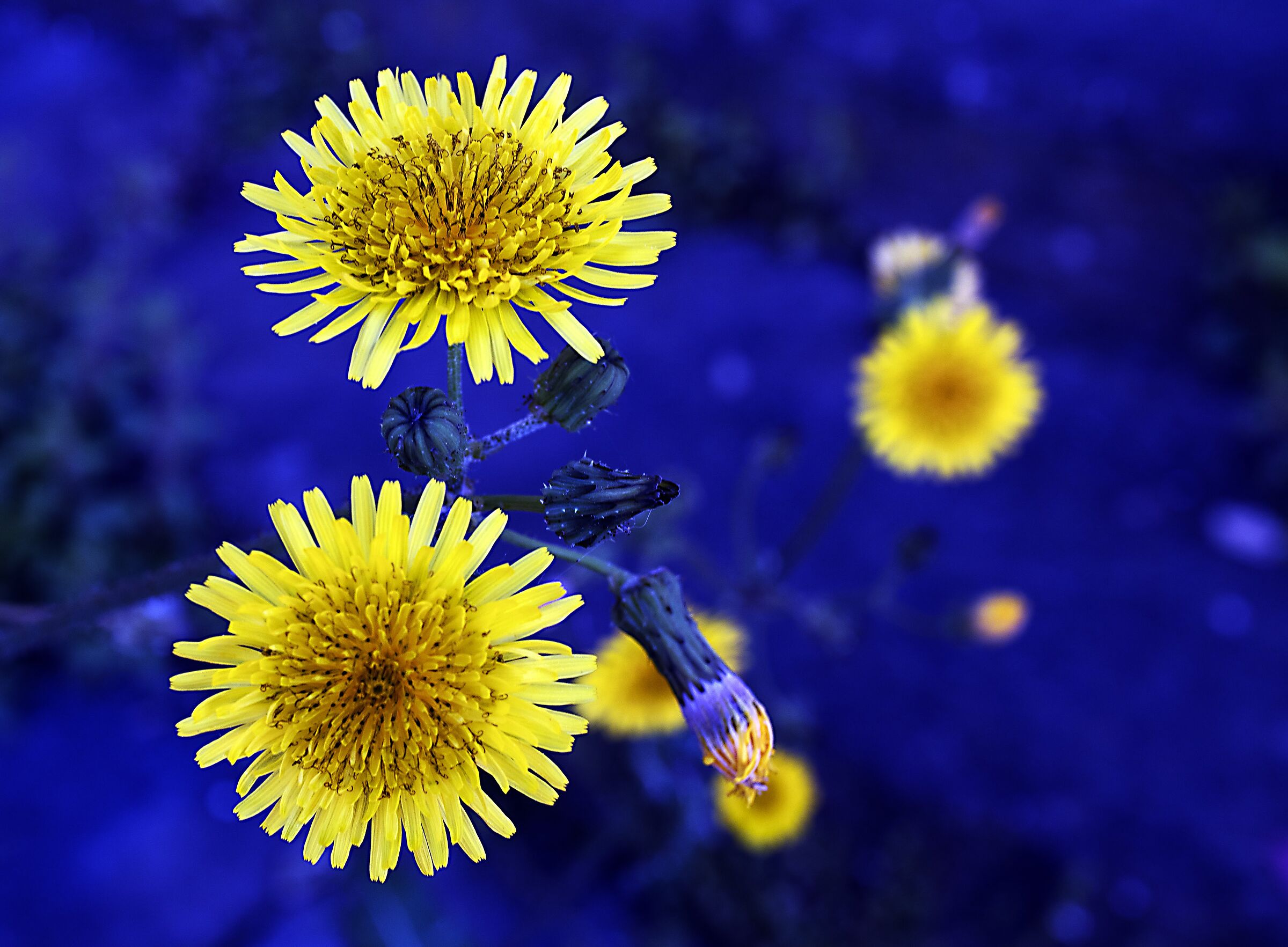 Yellow flowers