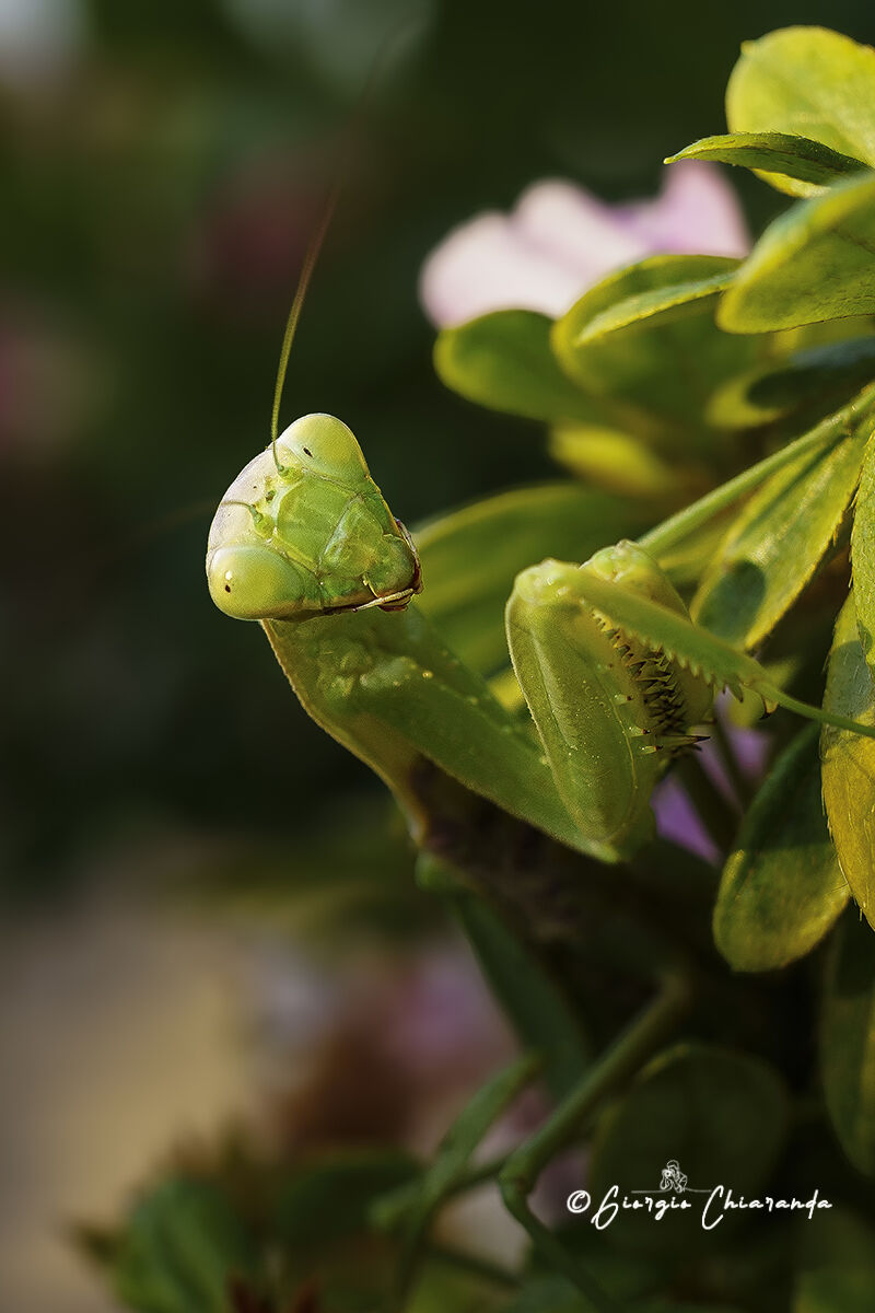 Alien (Mantide religiosa)