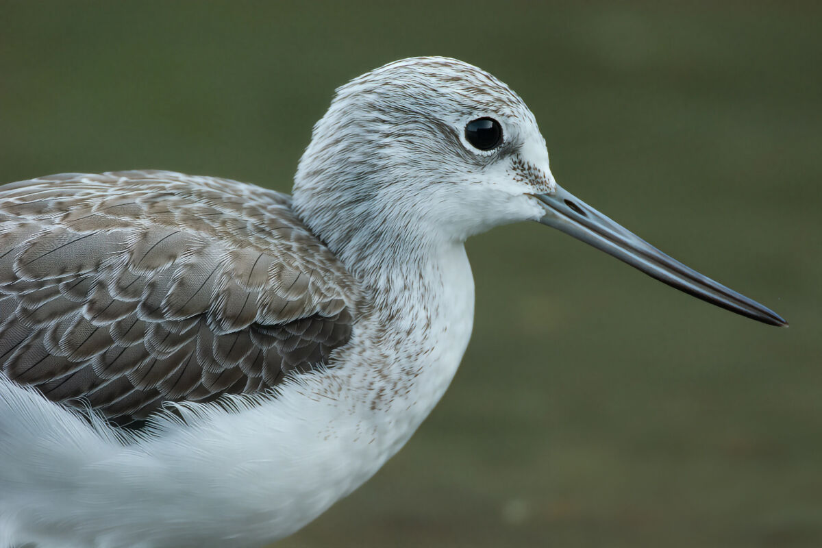 Greenshank