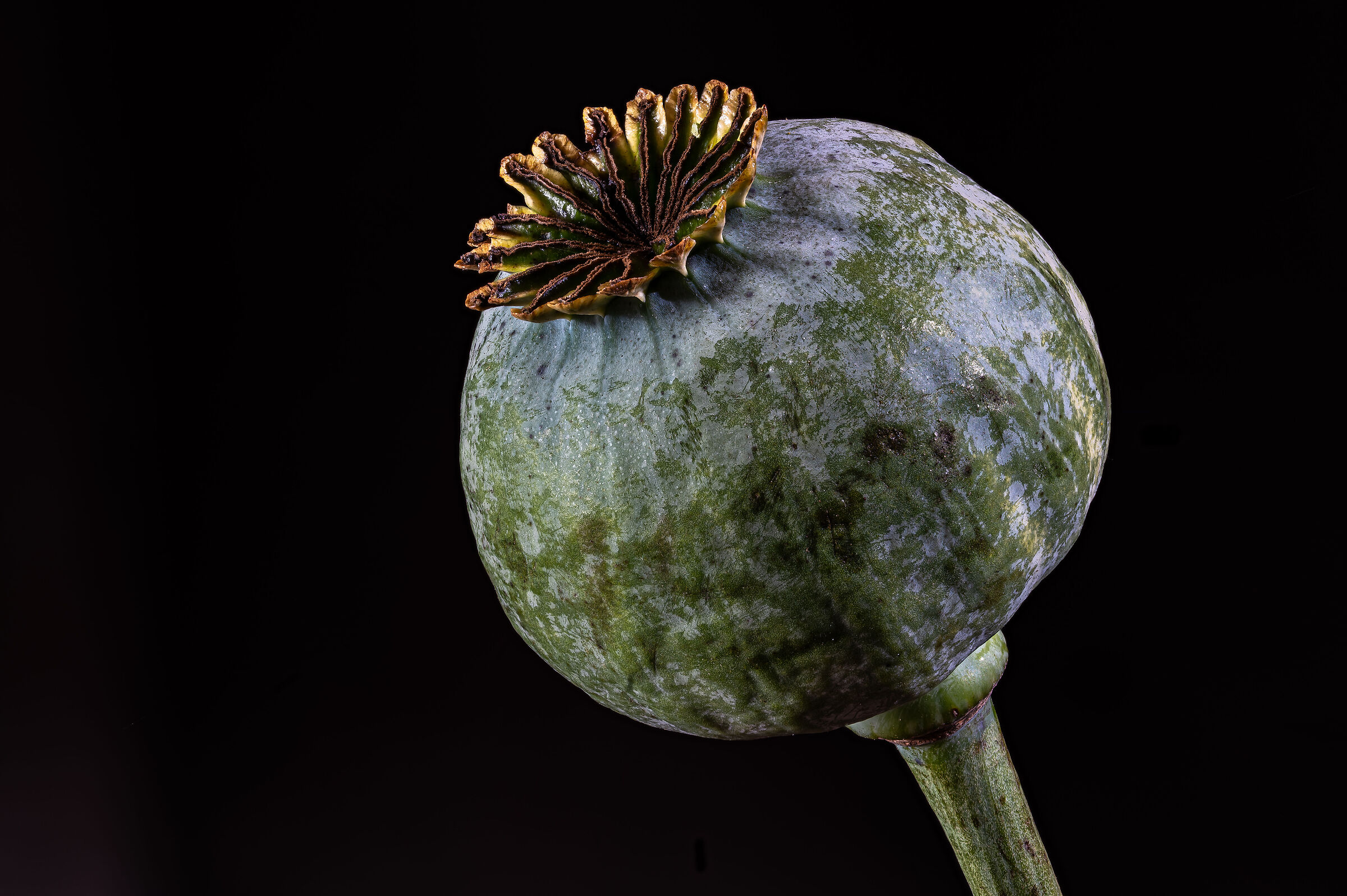 Papaver
