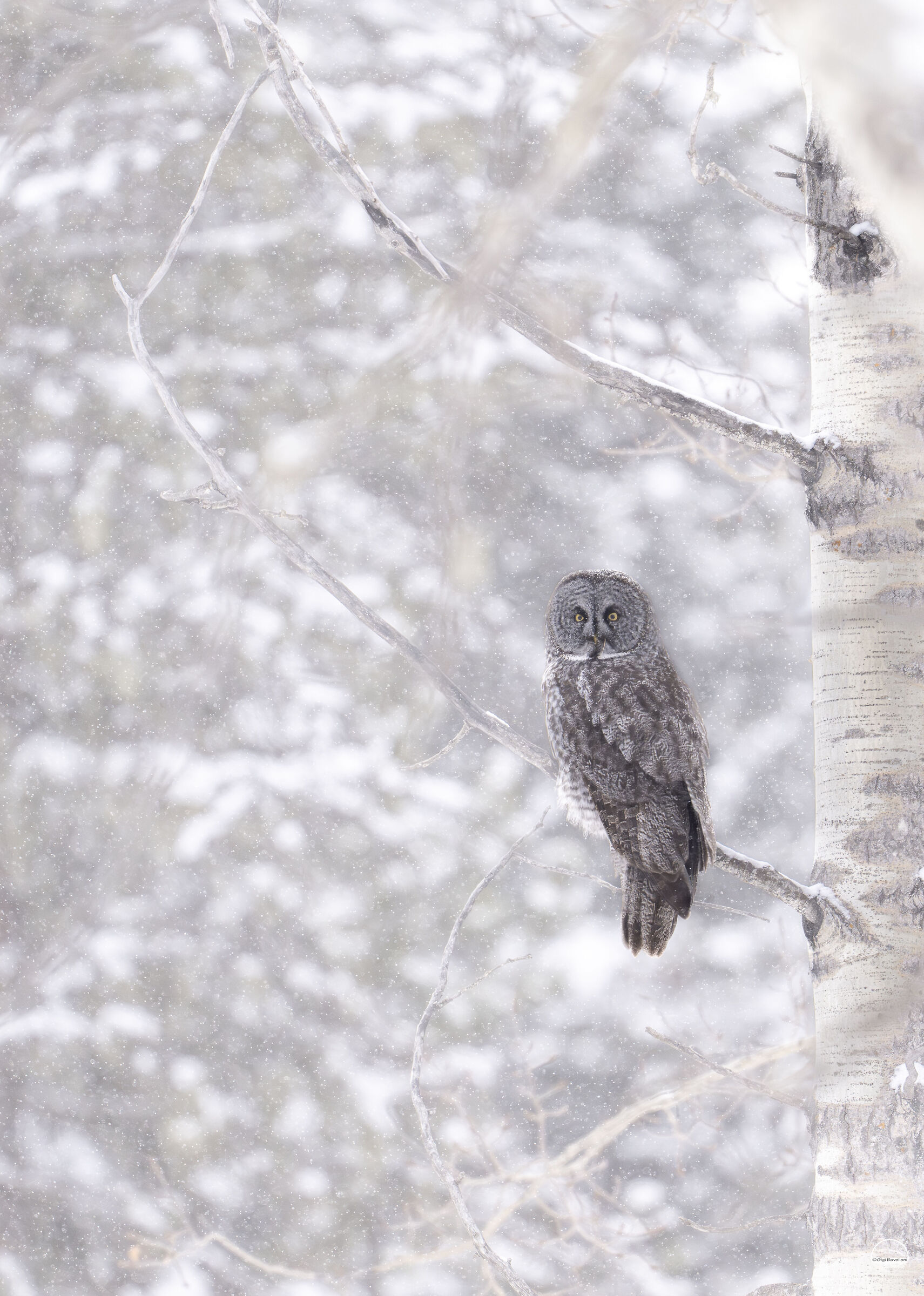Lapland tawny owl