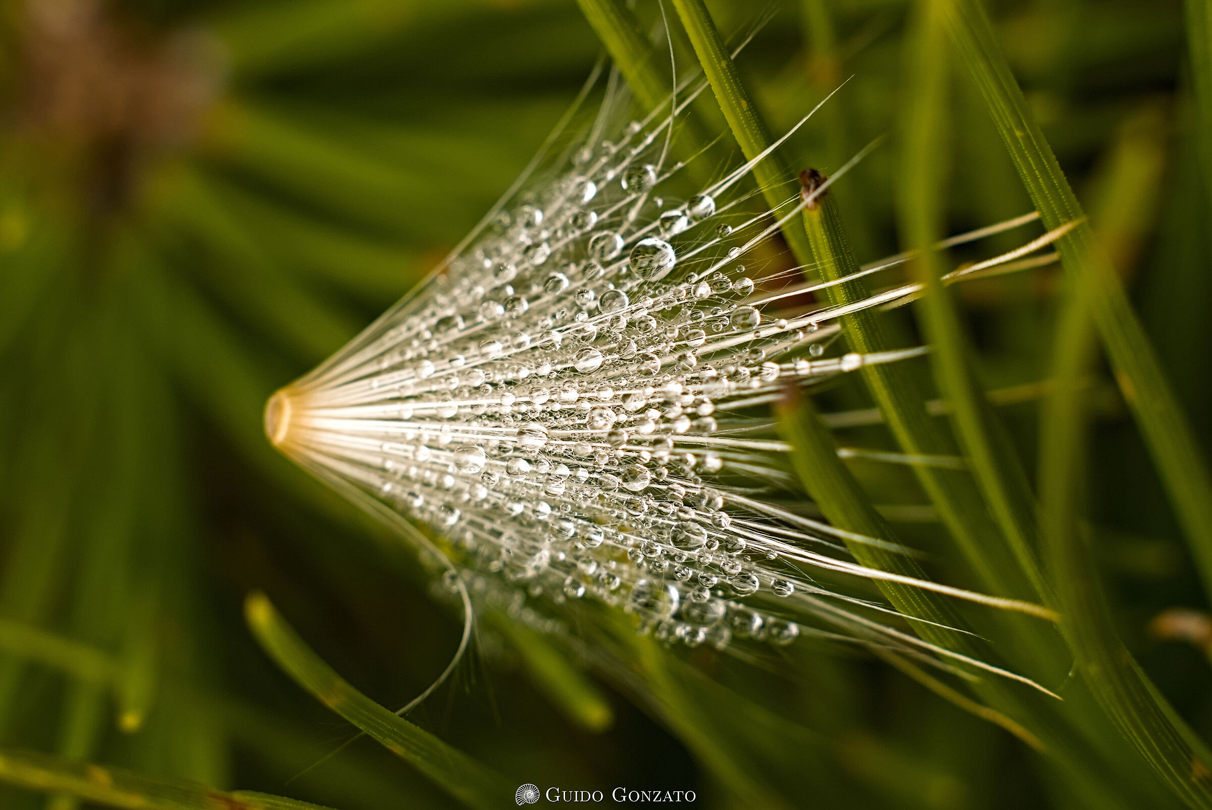 Nascosto tra i mughi