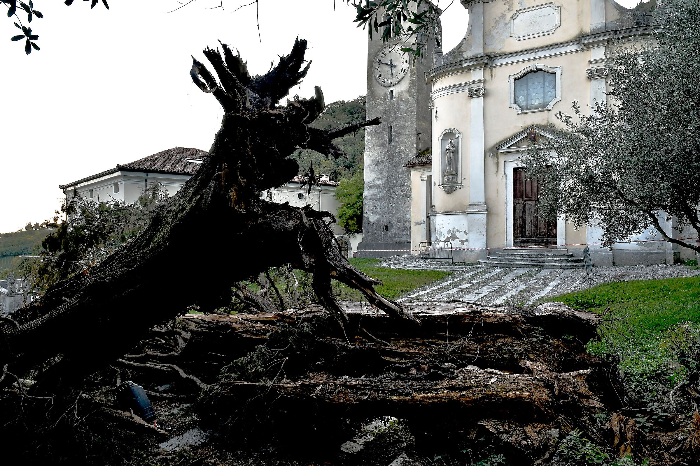 L'ultima preghiera del cipresso
