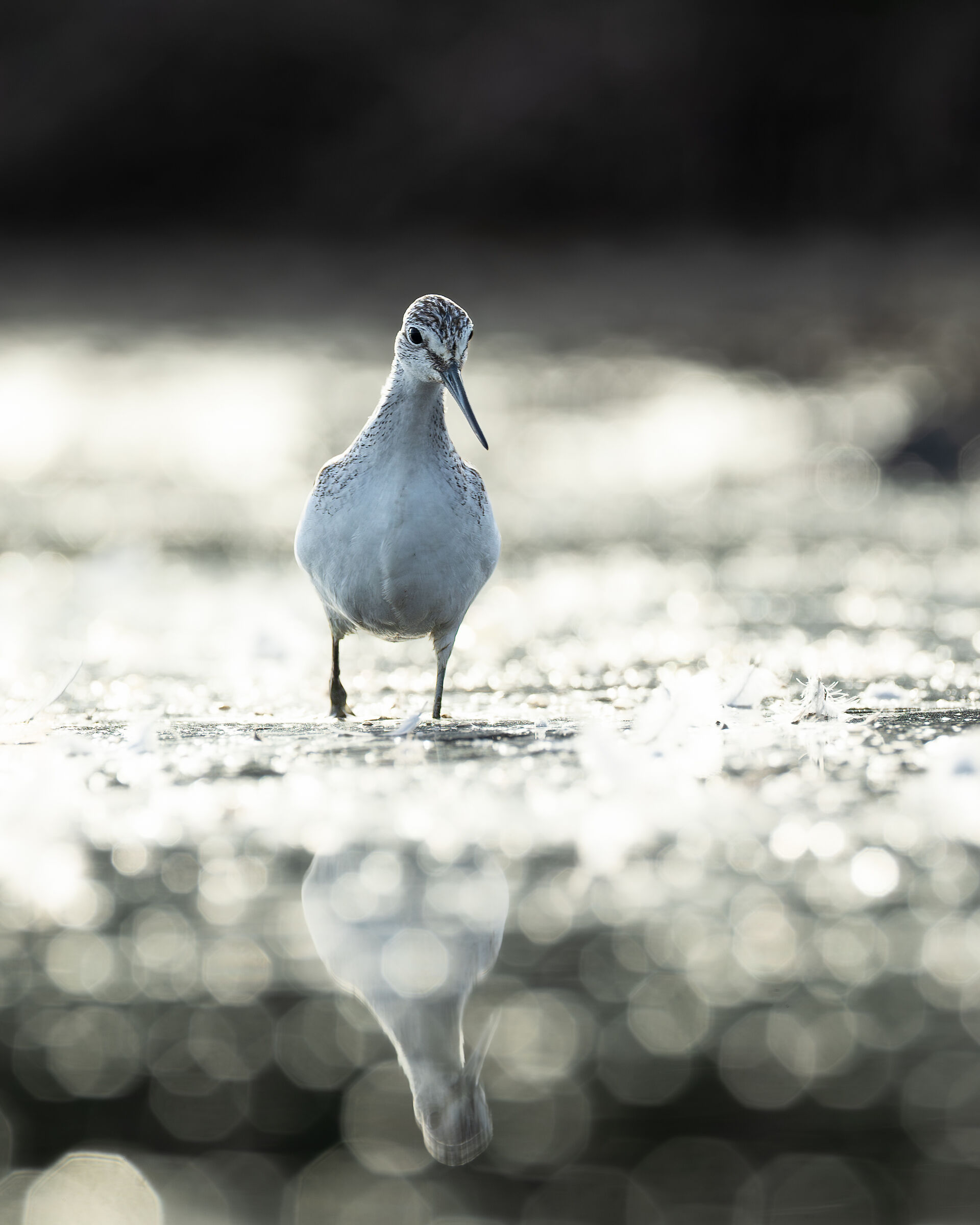 greenshank