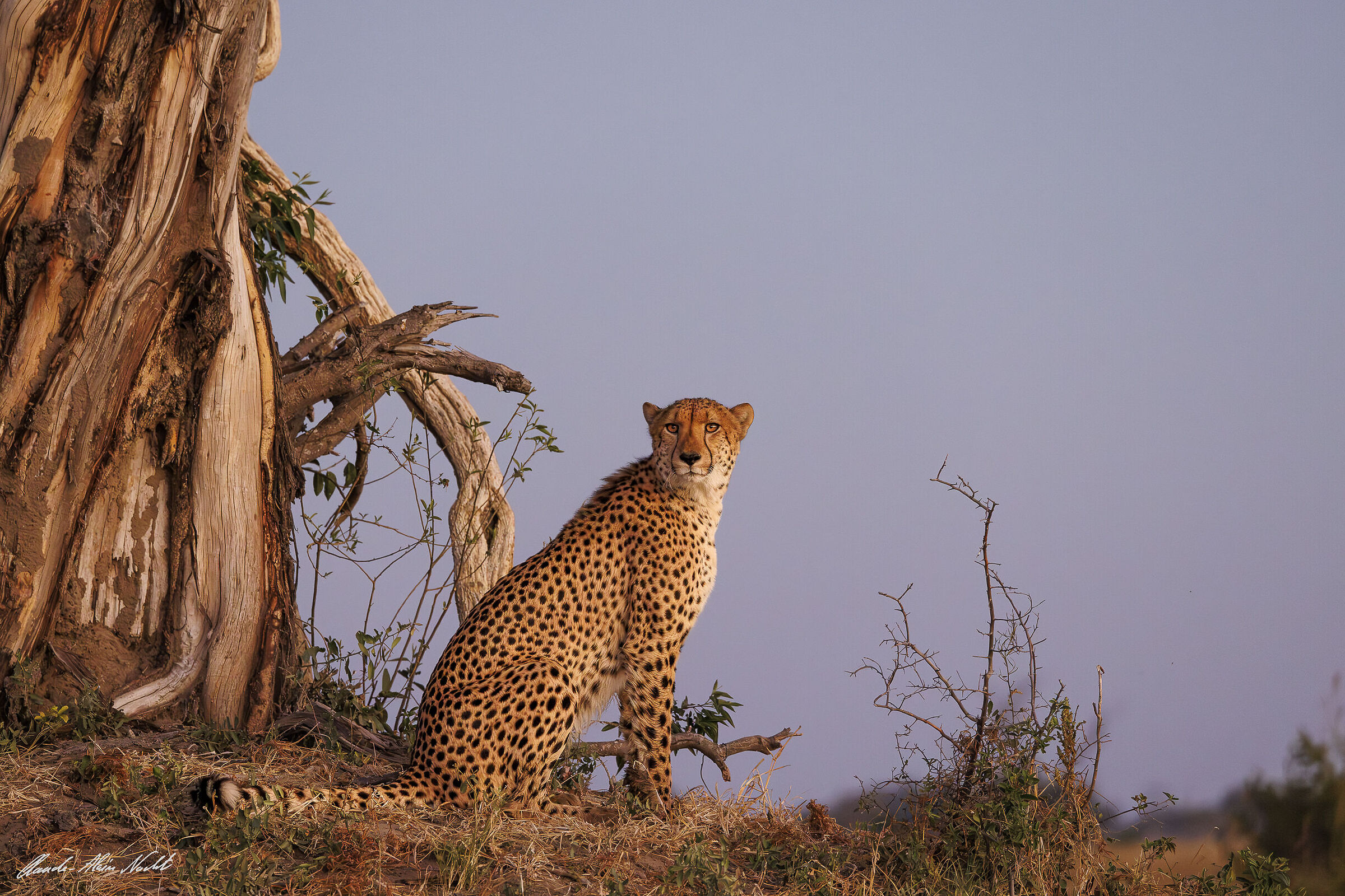 Cheetah at sunset