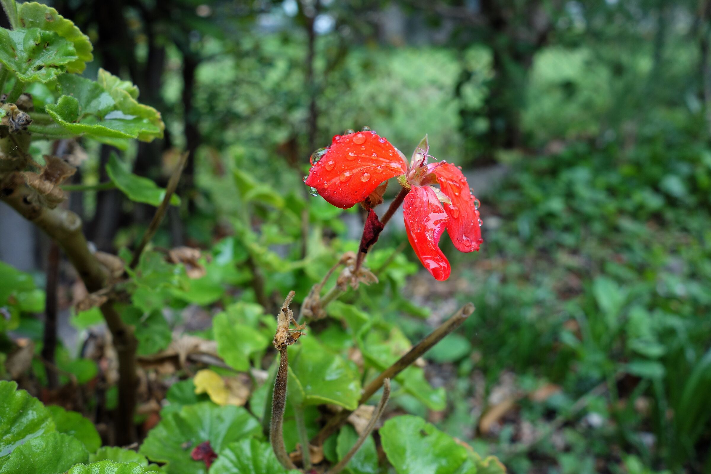 L'ultimo fiore d'autunno