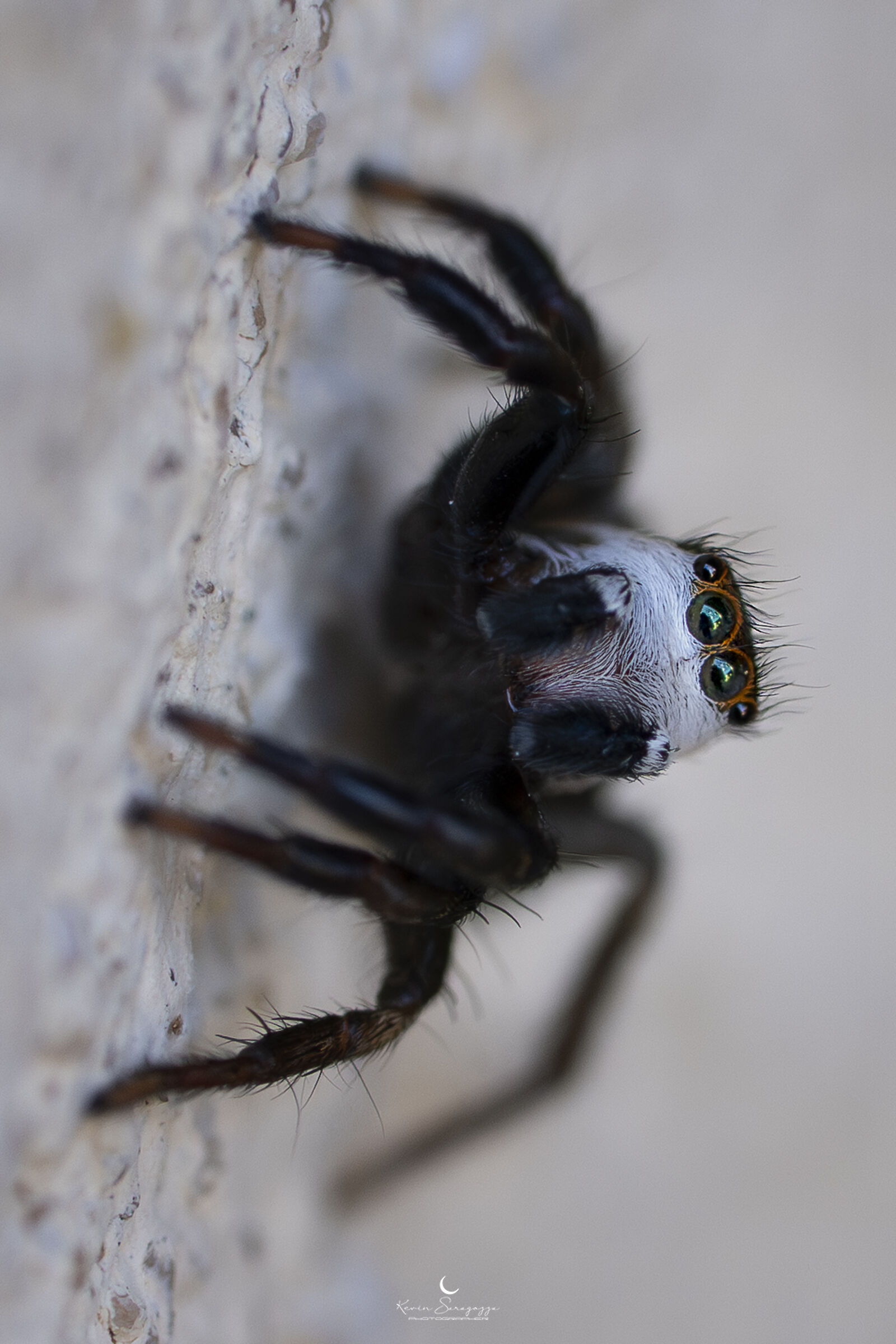 Capelli a spazzola occhi verdi, fotomodelli?