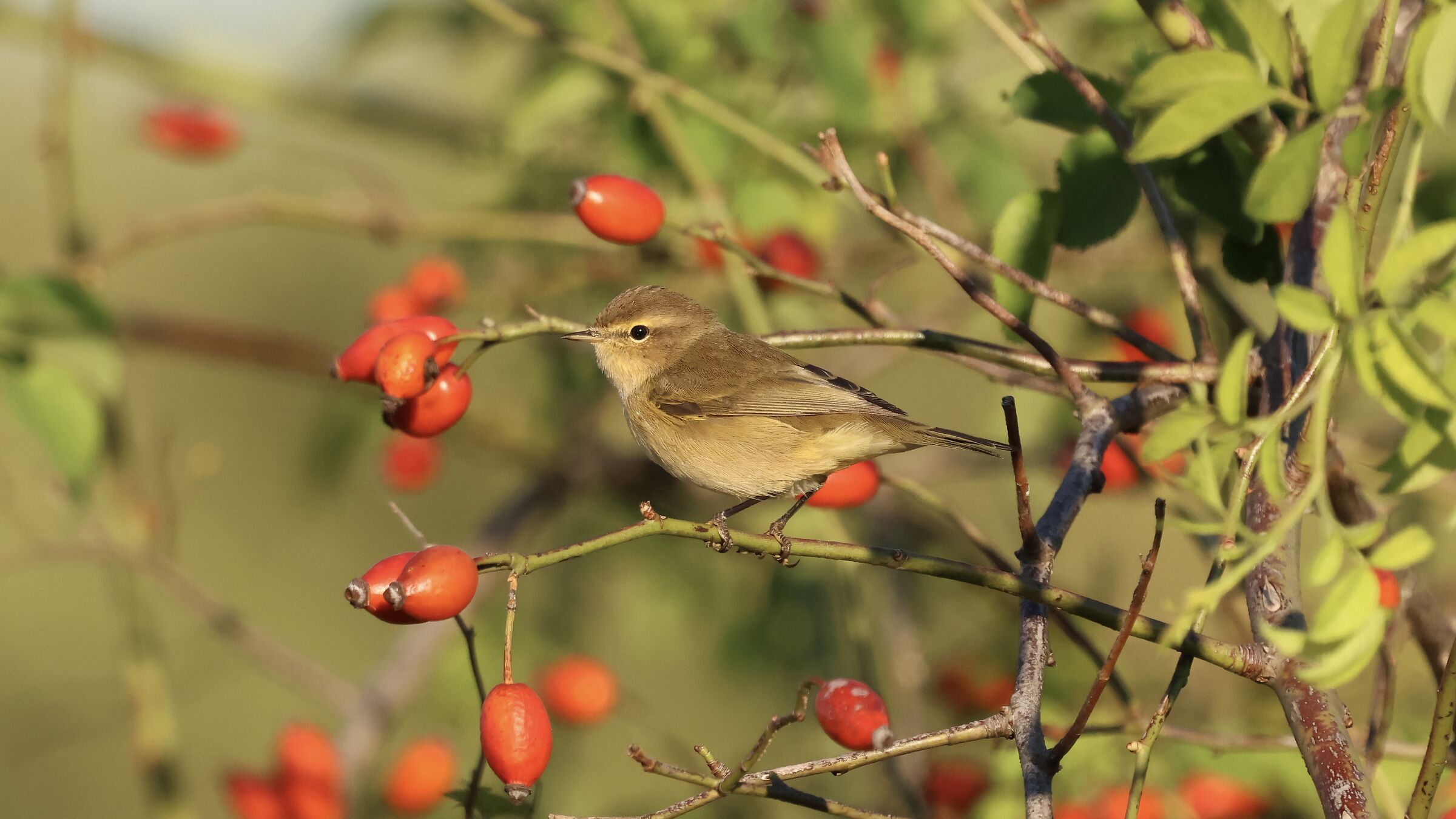 Chiffchaff