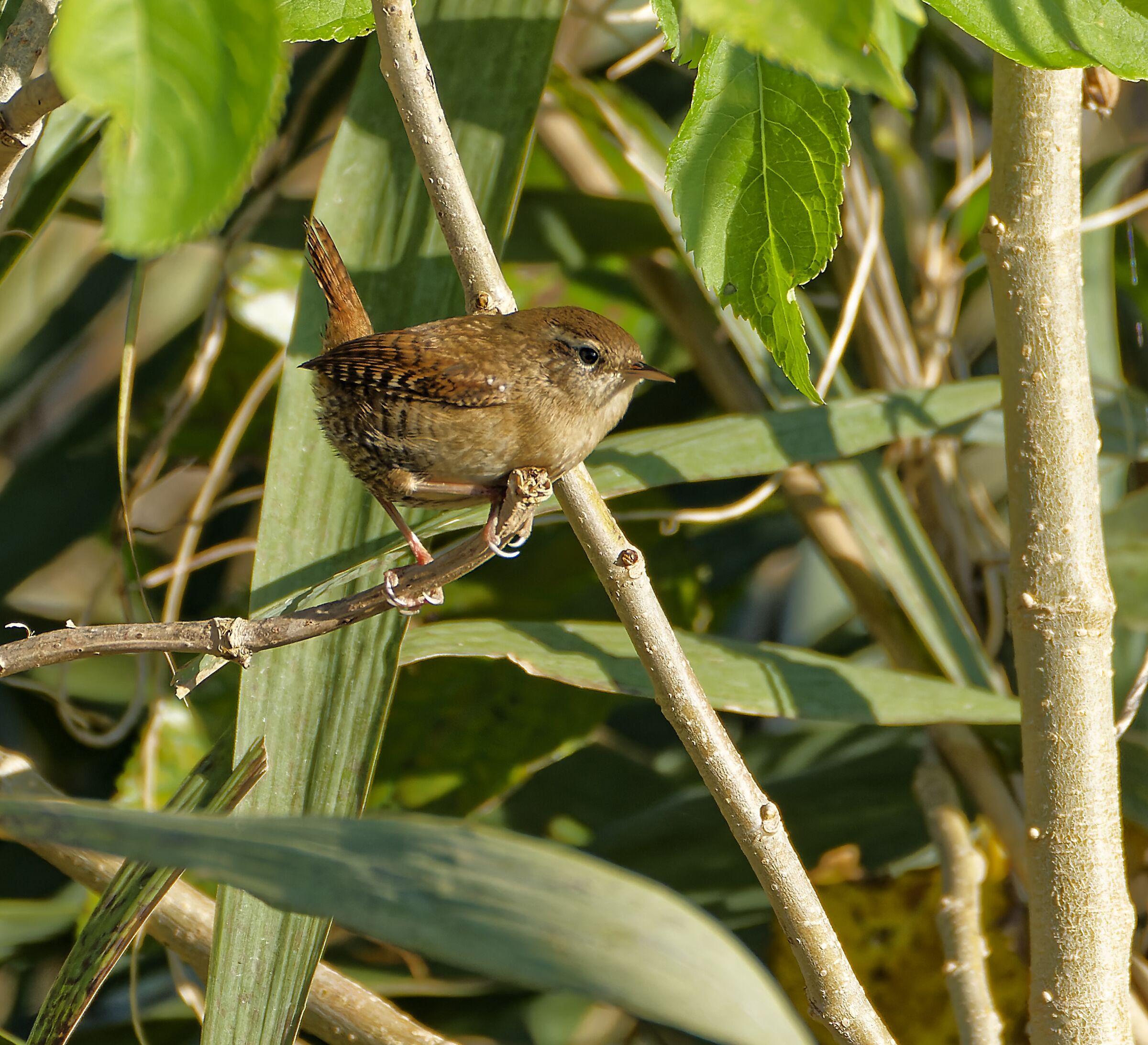 Wren