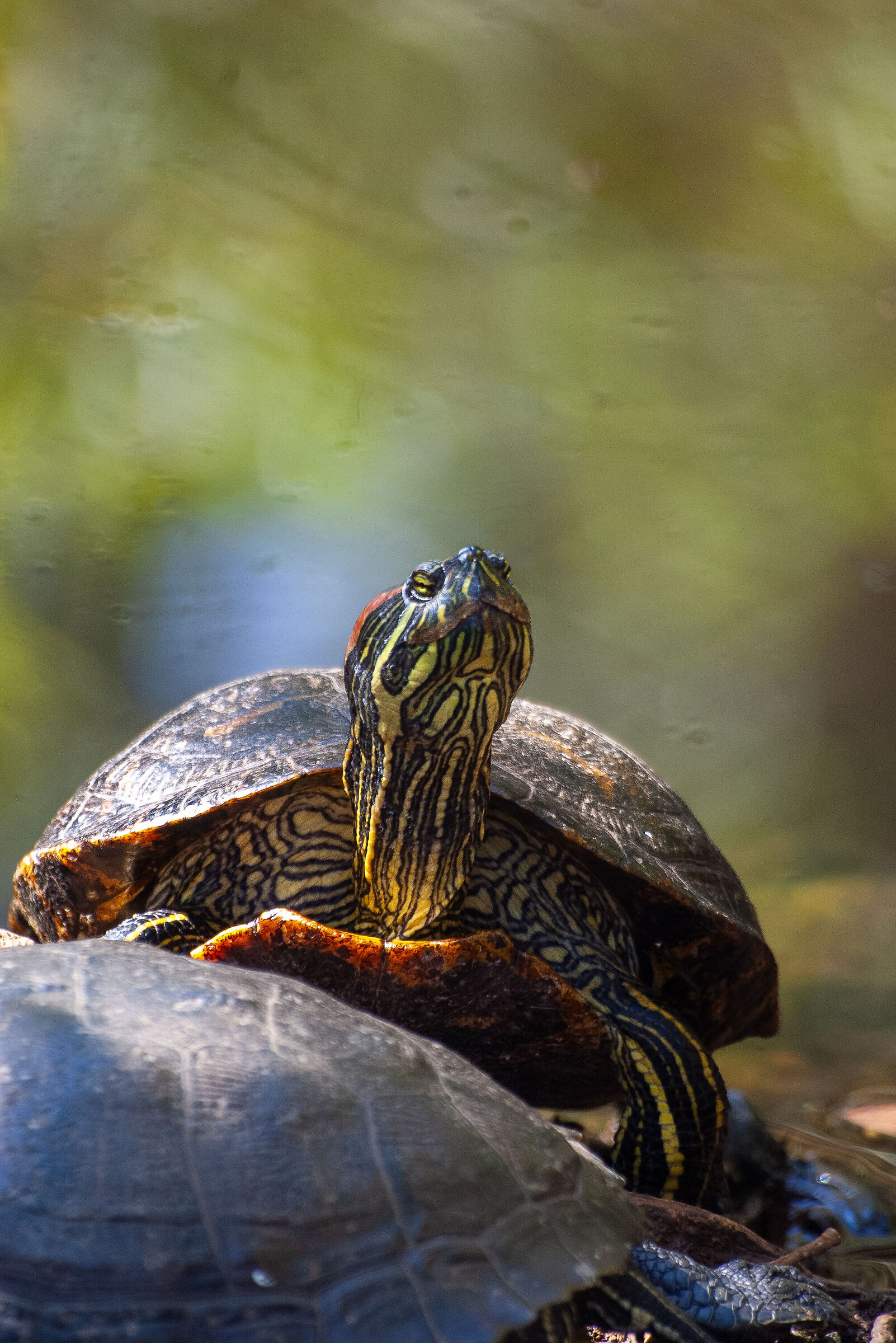 Tortoise and sensor sujo