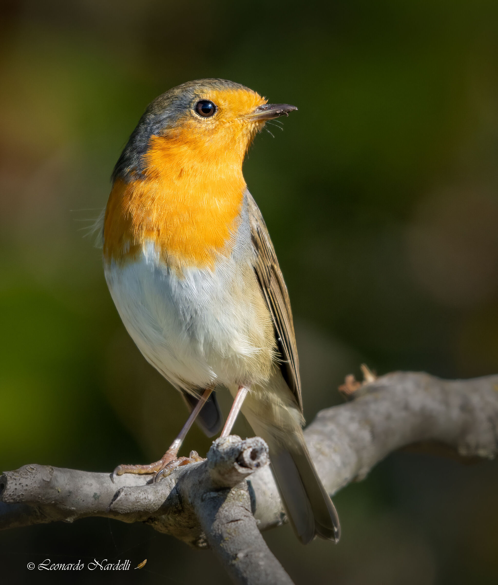 Robin (Erithacus rubecula)