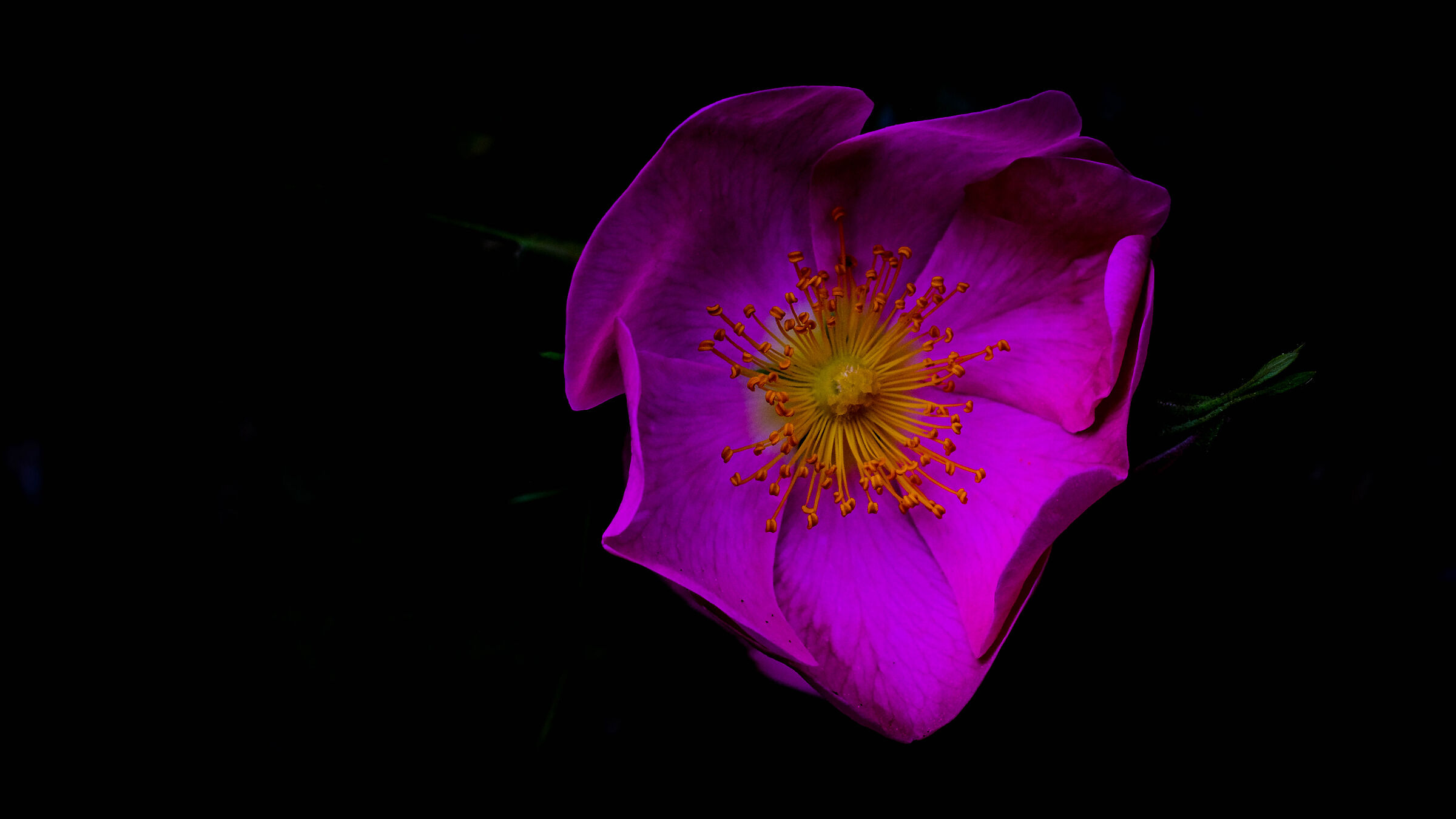 Yellow-purple close-up