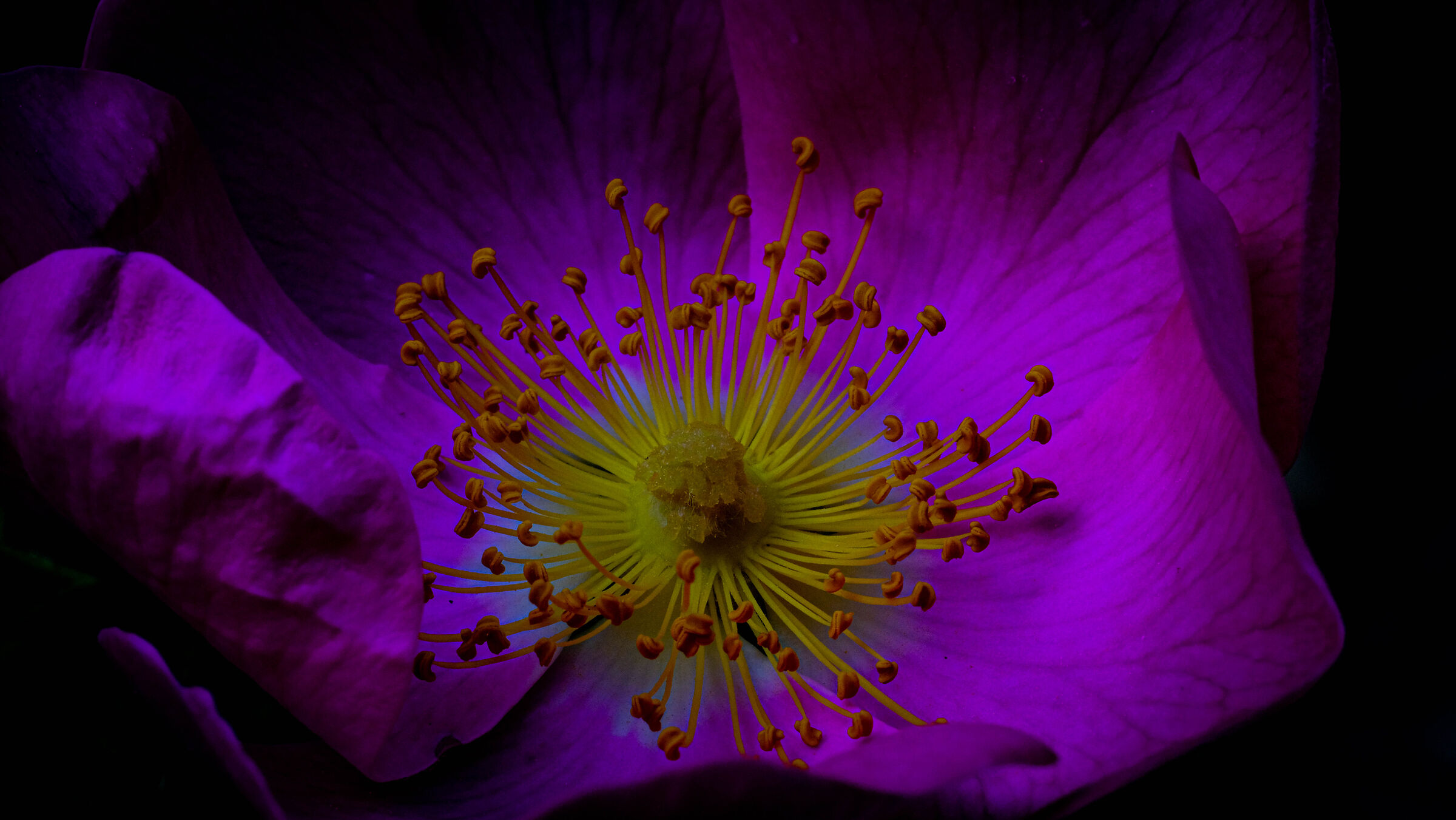 macro on yellow-purple pistil