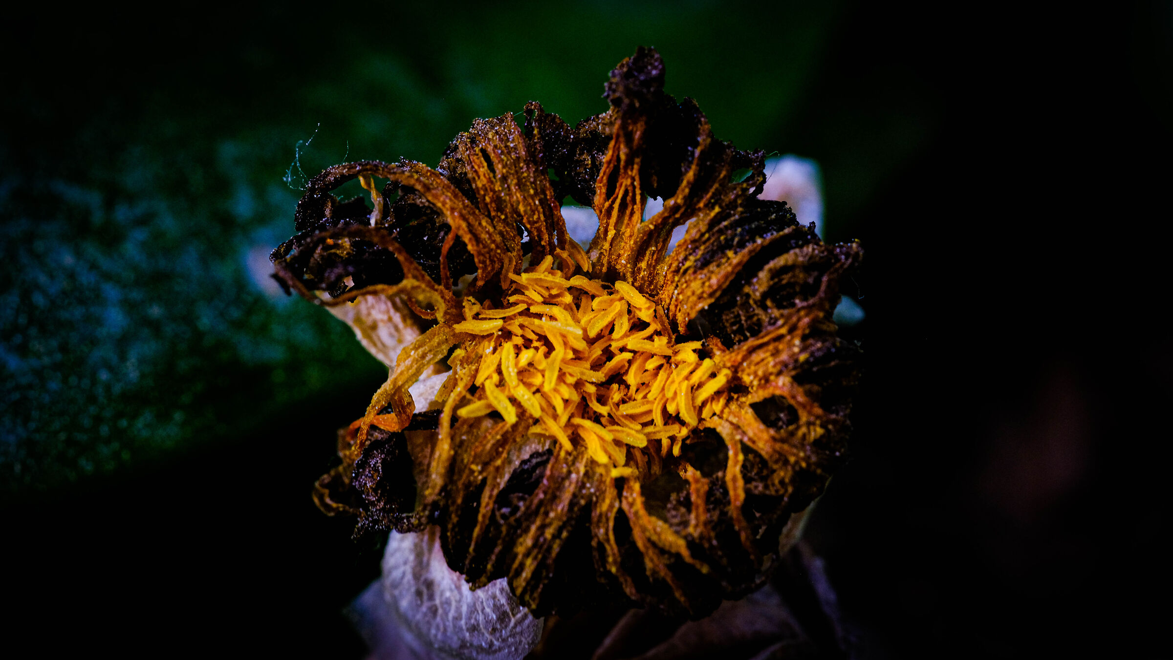 The beautiful flower that was