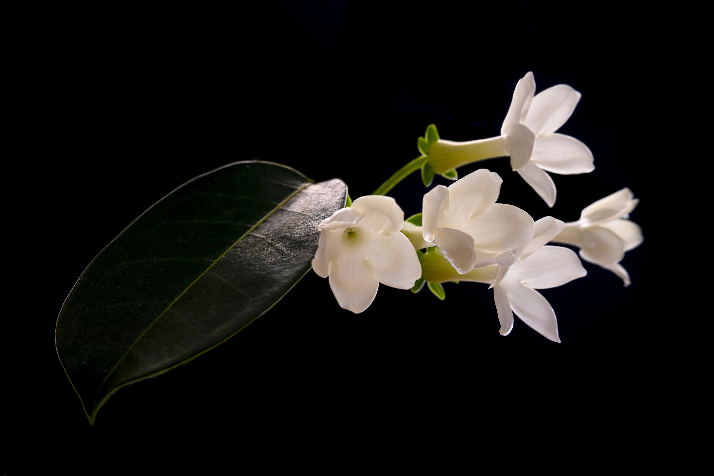 Stephanotis