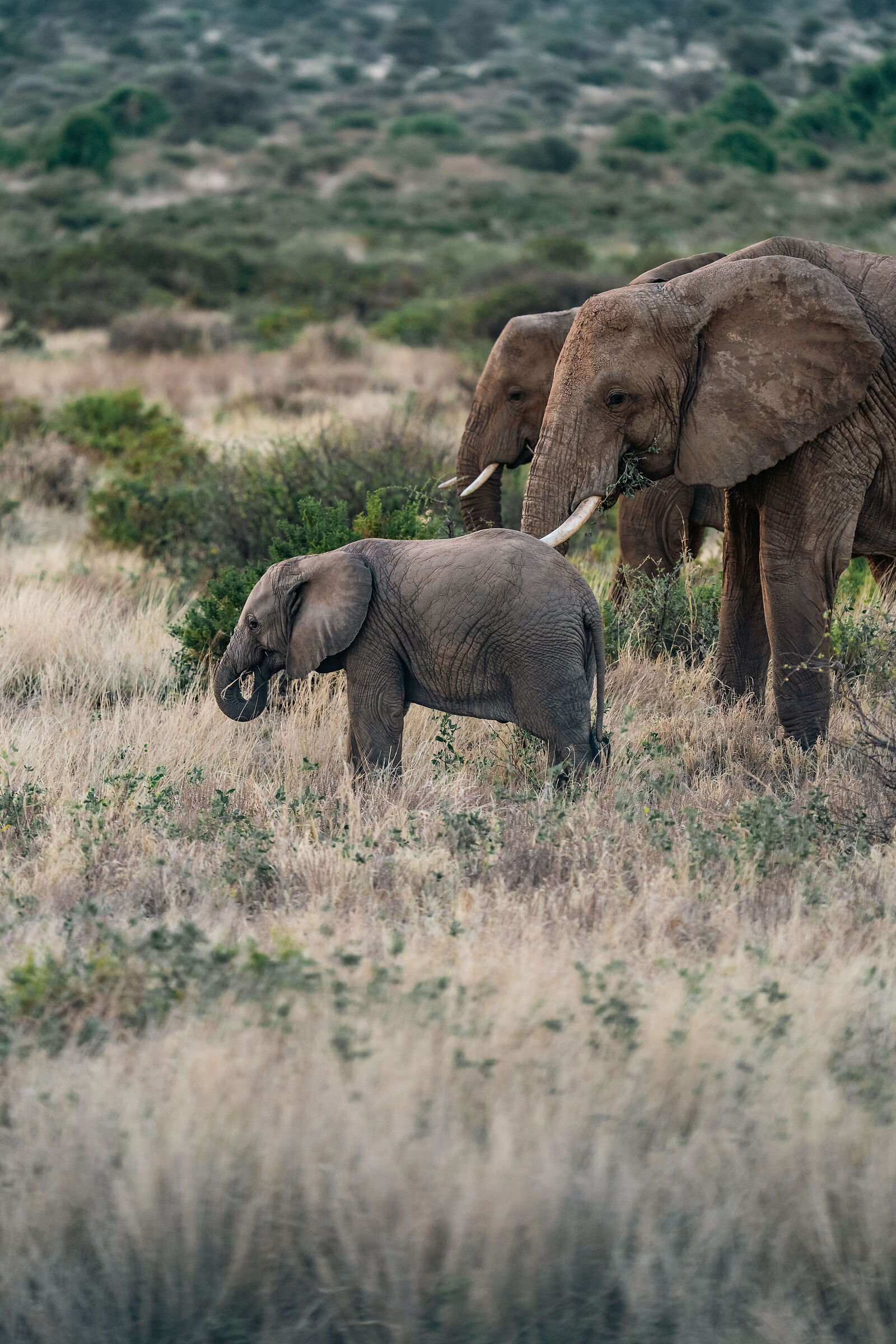 Famiglia di Elefanti