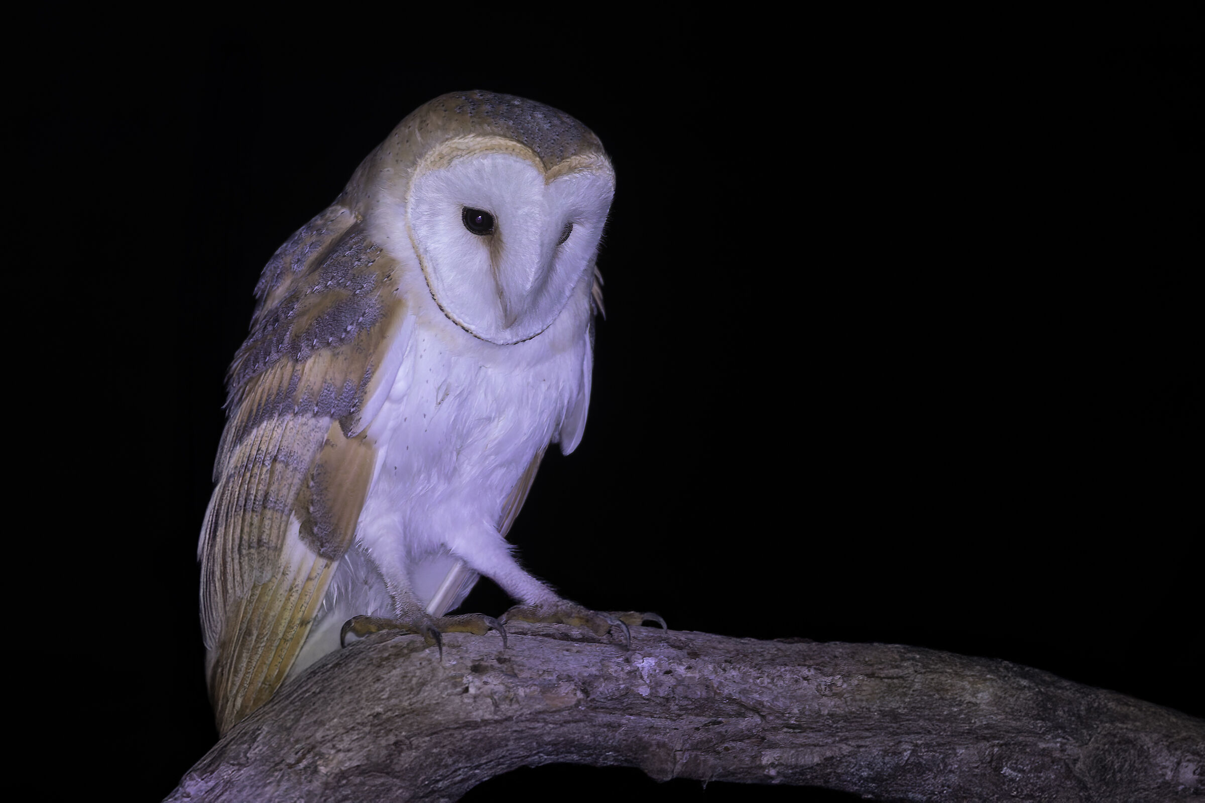 Barn owl